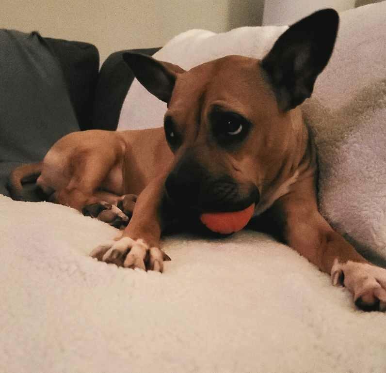 Enlarge Tyesha (aka Ty), an adopted mixed breed in Mount Juliet, TN image 6/6