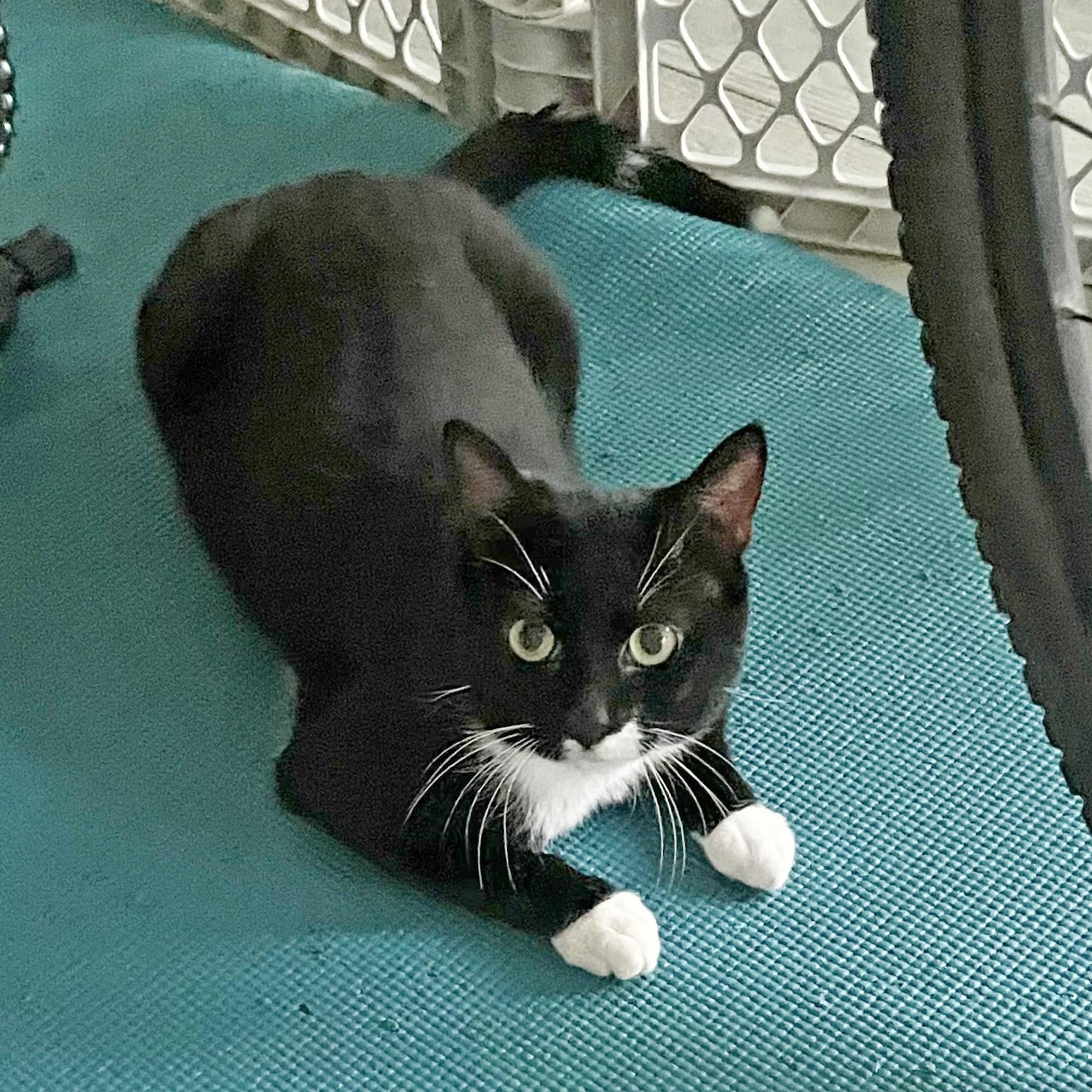 Enlarge Hugo, a Adoptable mixed breed in Harrisburg, PA image 2/6