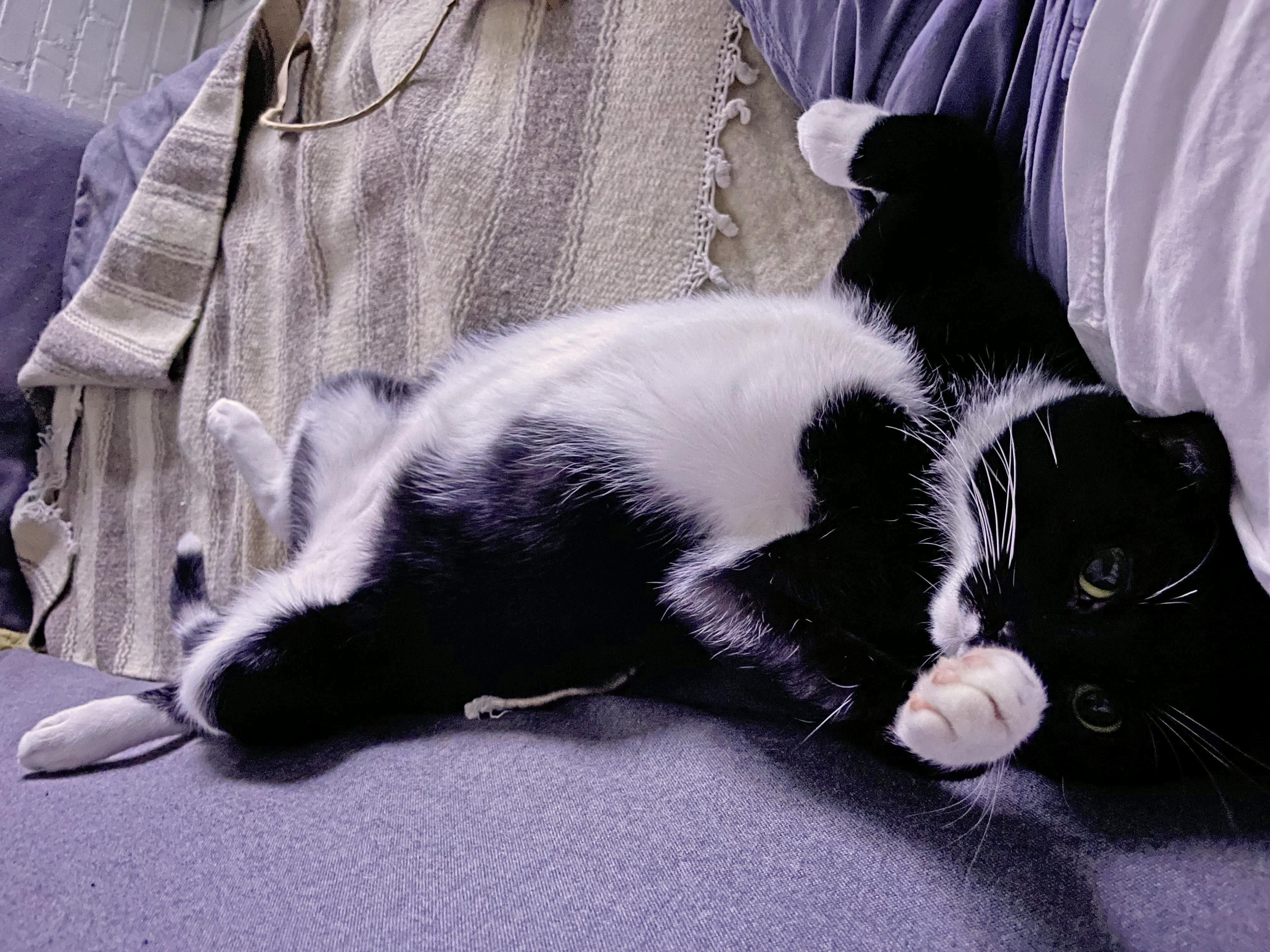 Enlarge Hugo, a Adoptable mixed breed in Harrisburg, PA image 6/6