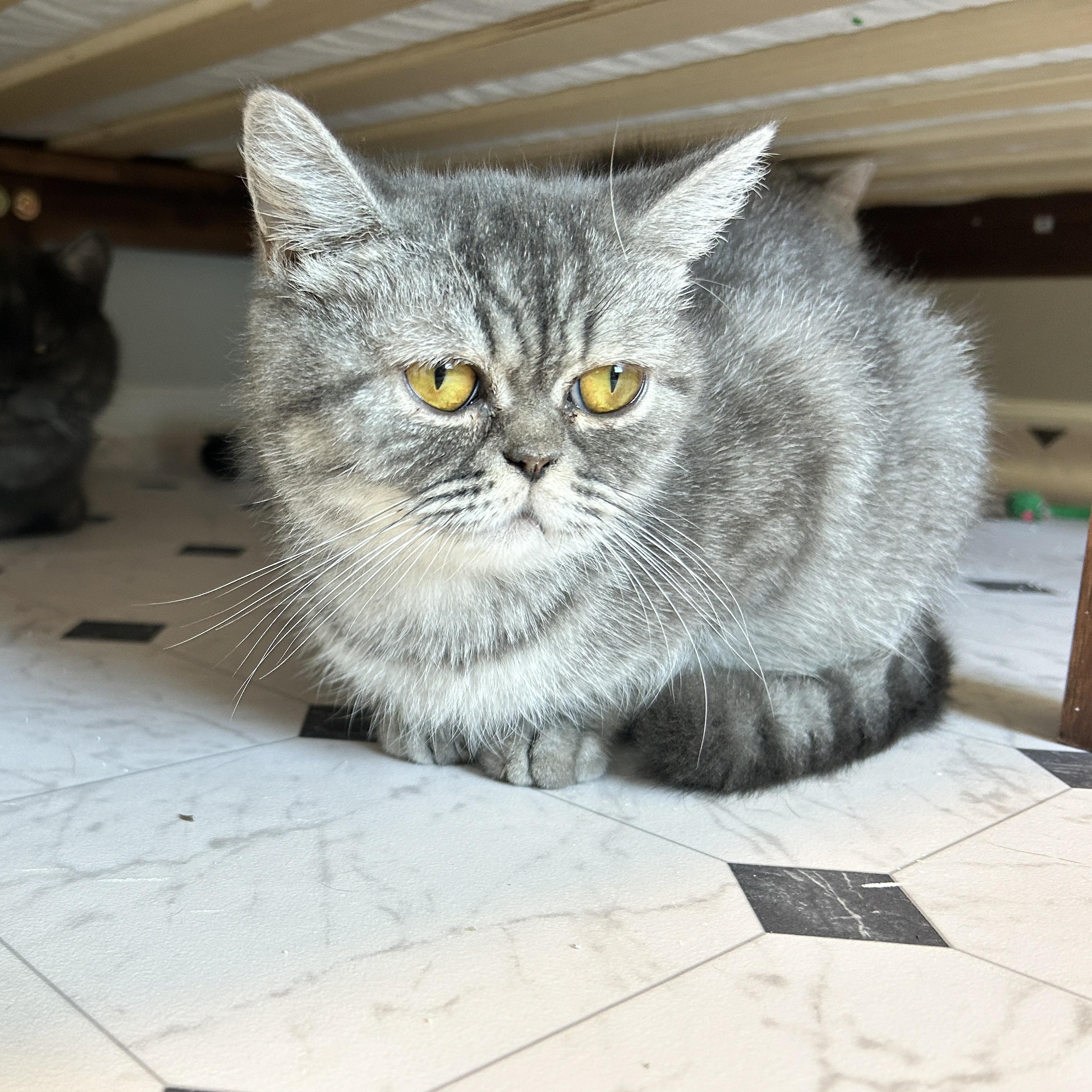 Enlarge Marble, a Adopted Exotic Shorthair in Lancaster, PA image 1/3