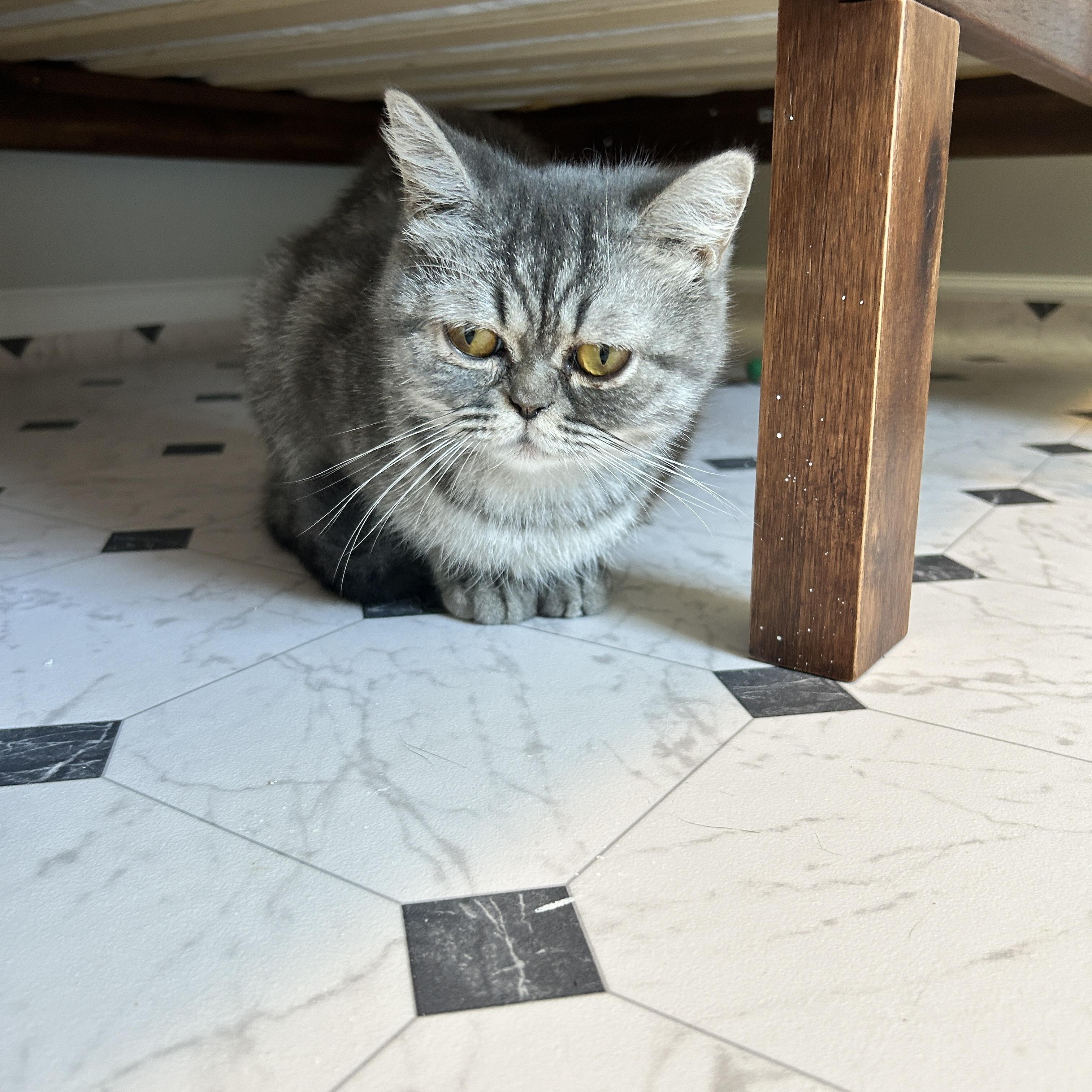 Marble, Adopted, Young Female Exotic Shorthair.