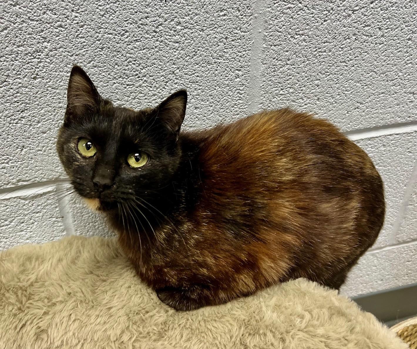 Margerie, ADOPTABLE, Young Female Domestic Short Hair.