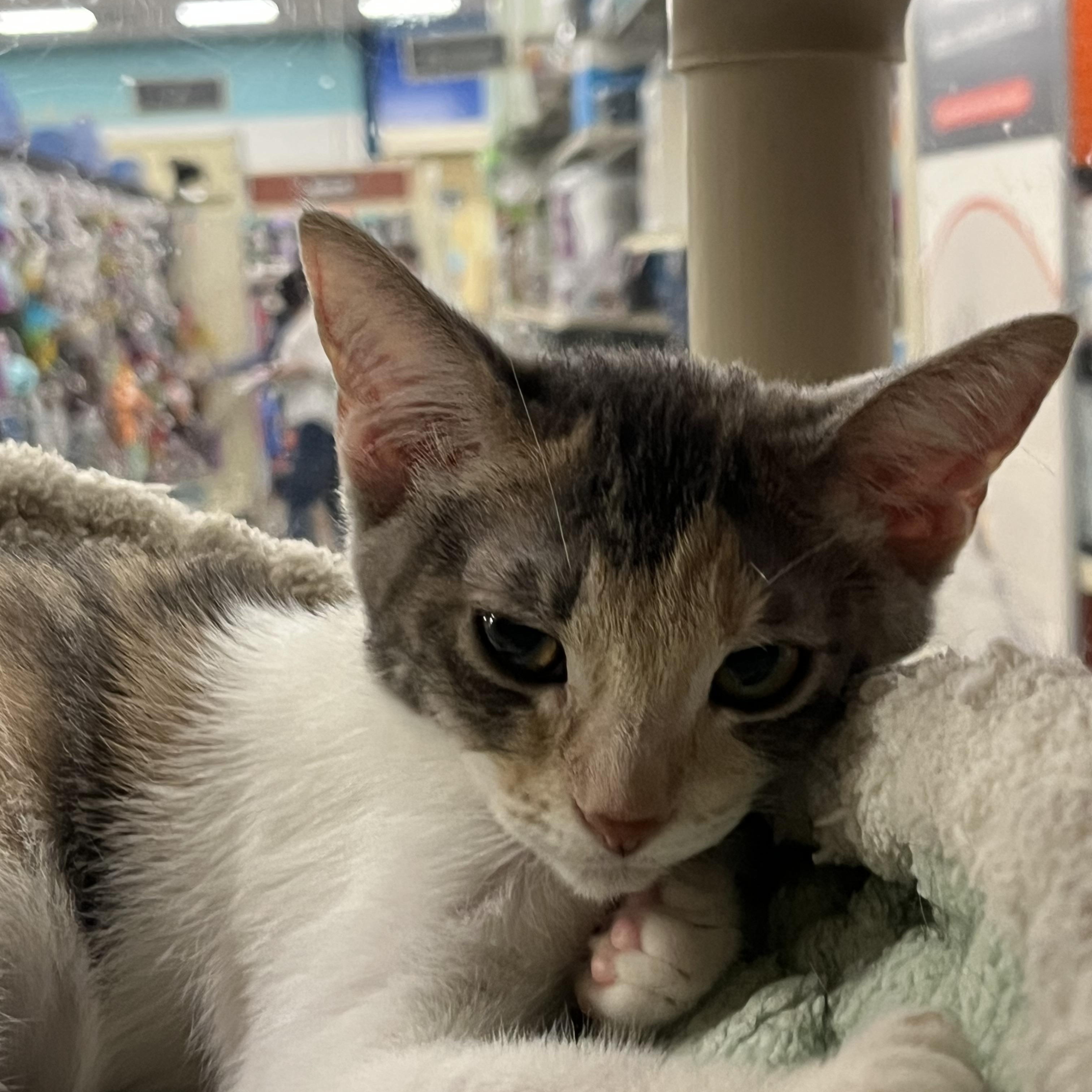 Ruby, a Adoptable Domestic Short Hair in Tustin, CA image 2/3