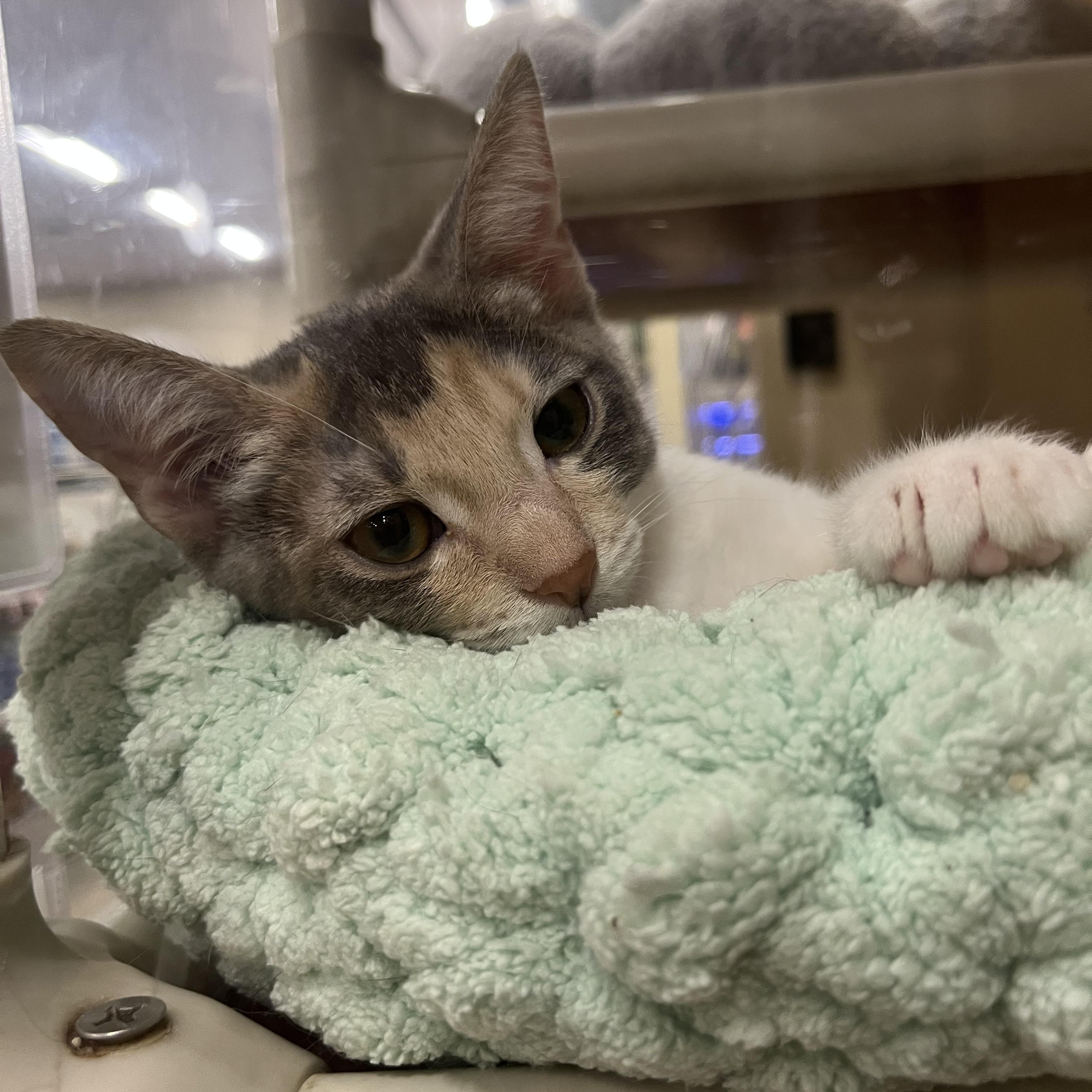 Ruby, a Adoptable Domestic Short Hair in Tustin, CA image 1/3