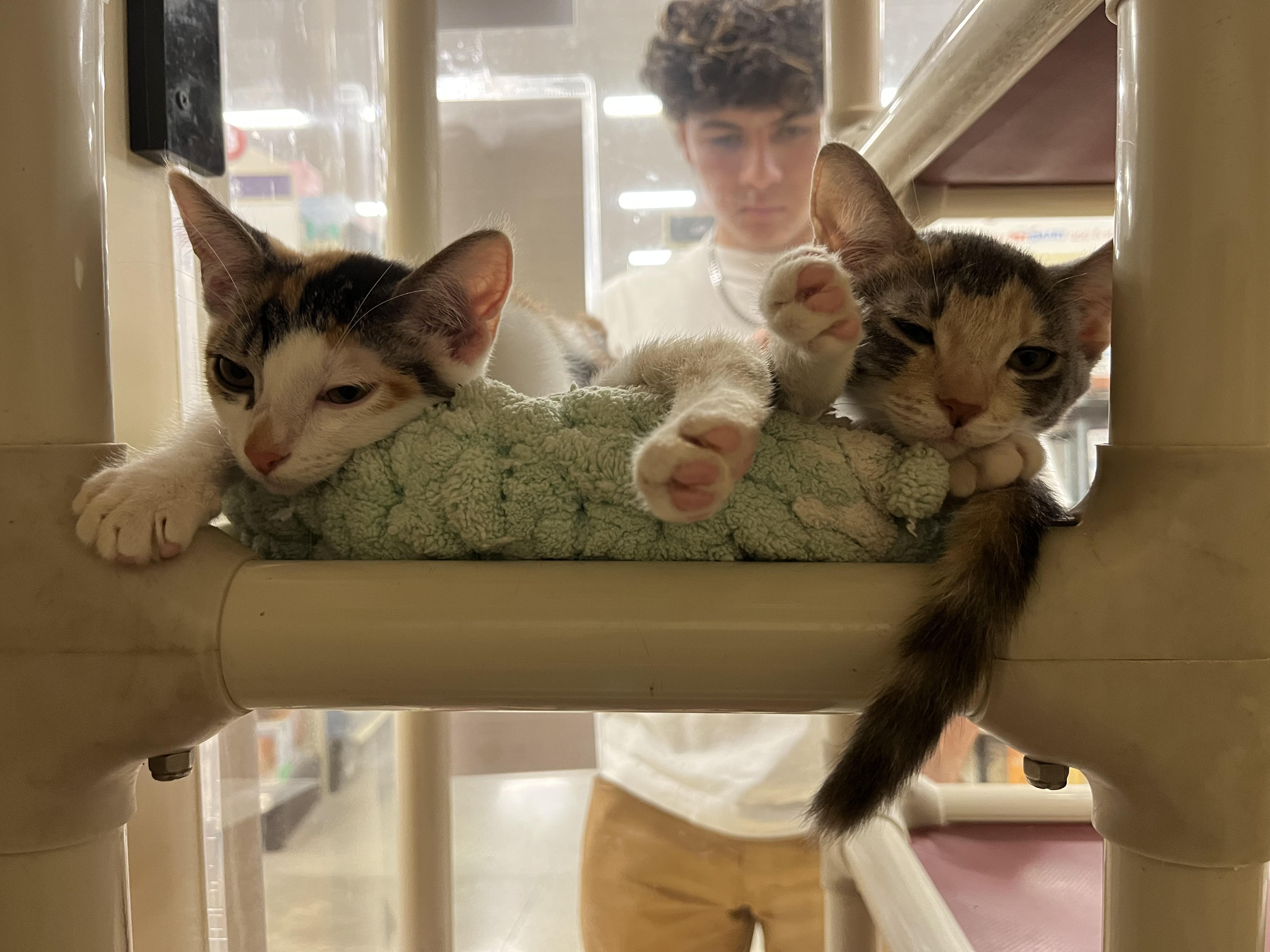 Ruby, a Adoptable Domestic Short Hair in Tustin, CA image 3/3