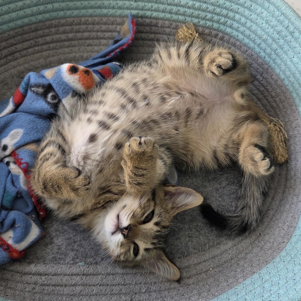 Spirit — thumbnail 2