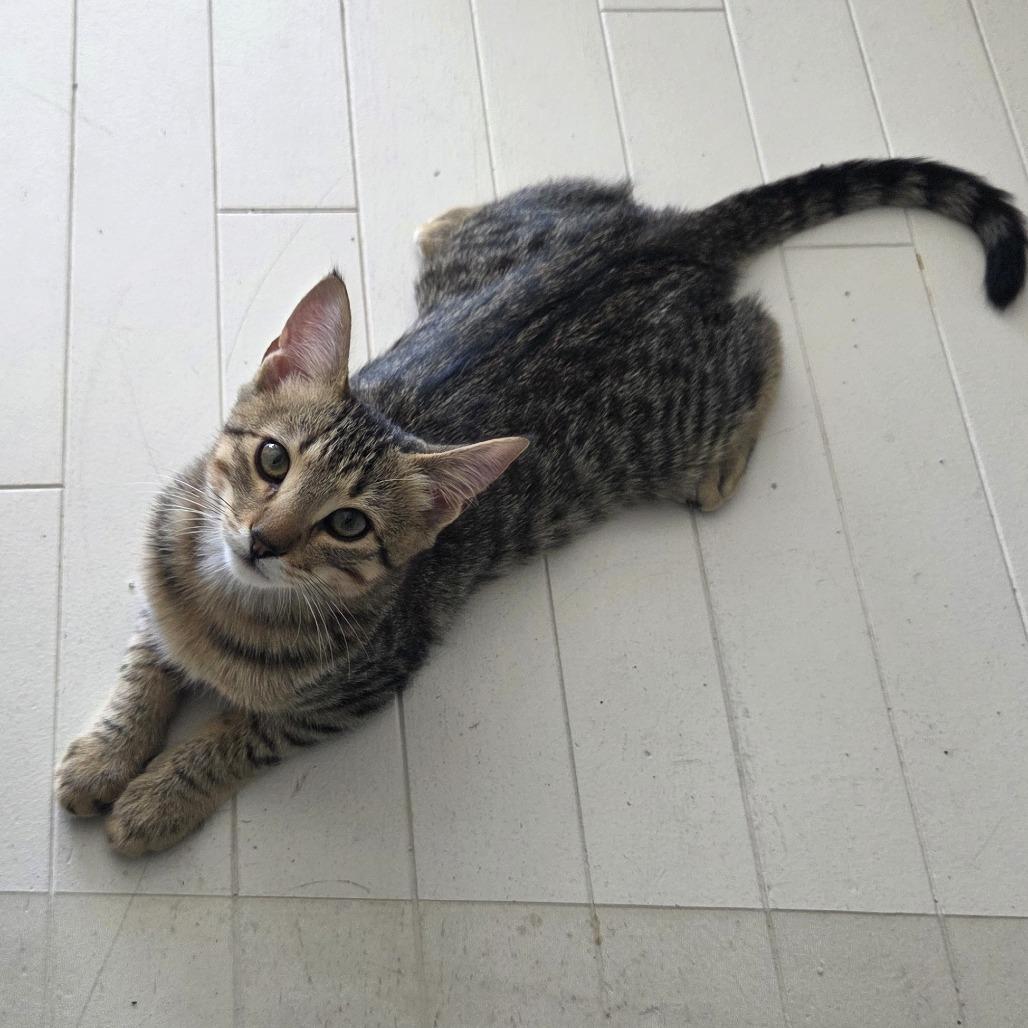 Spirit — thumbnail 3