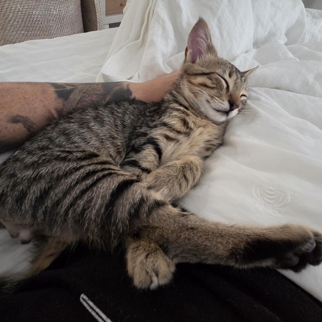 Spirit — thumbnail 4