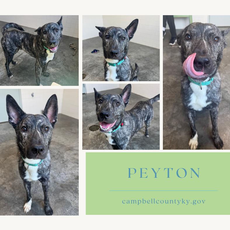 Peyton, Adoptable, Young Male Husky & Mountain Cur.