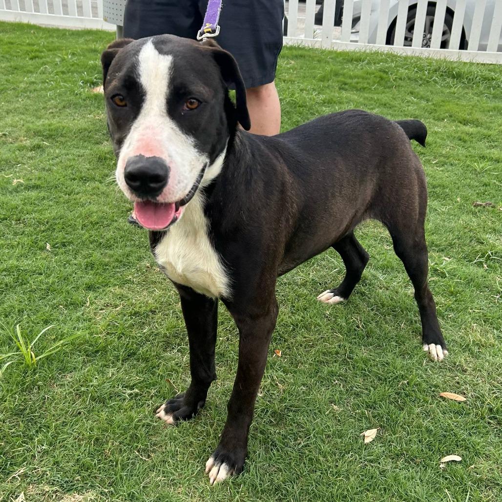 Frijoles AKA Bean JuM, Adult Male Boxer