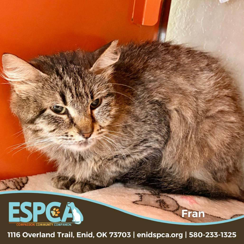 Fran, a Adoptable Domestic Medium Hair in Enid, OK image 1/2