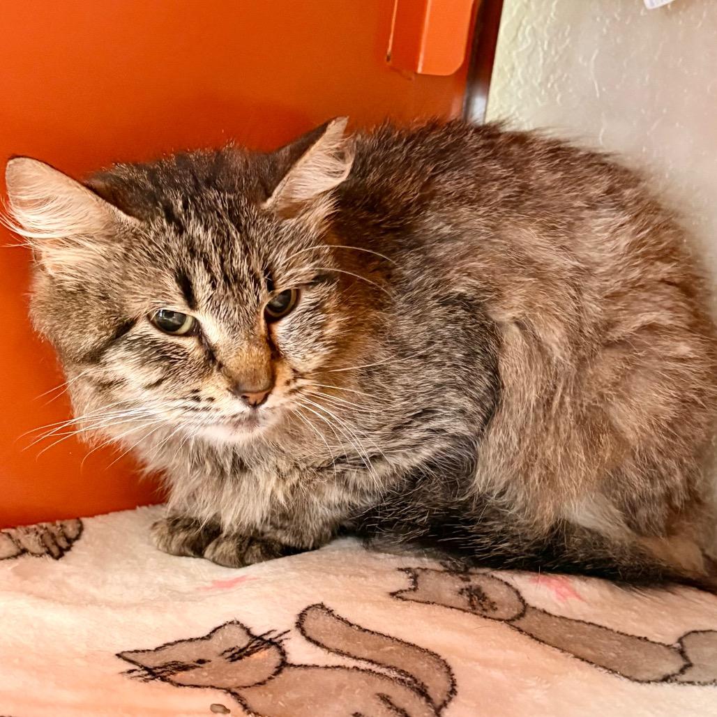 Fran, a Adoptable Domestic Medium Hair in Enid, OK image 2/2