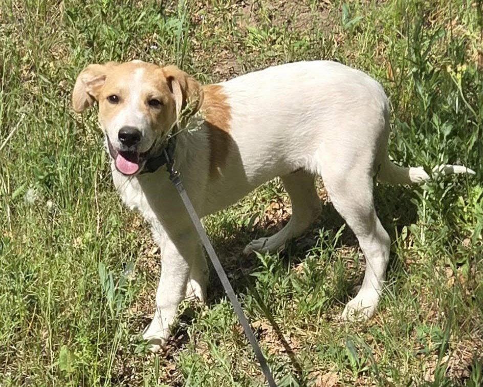 Vega, Adoptable, Puppy Female Australian Cattle Dog / Blue Heeler.