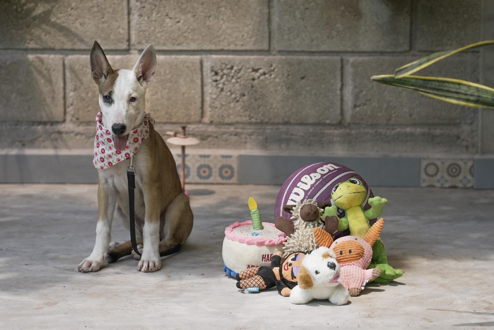 Enlarge Kira, a Adopted mixed breed in Calgary, AB image 1/5