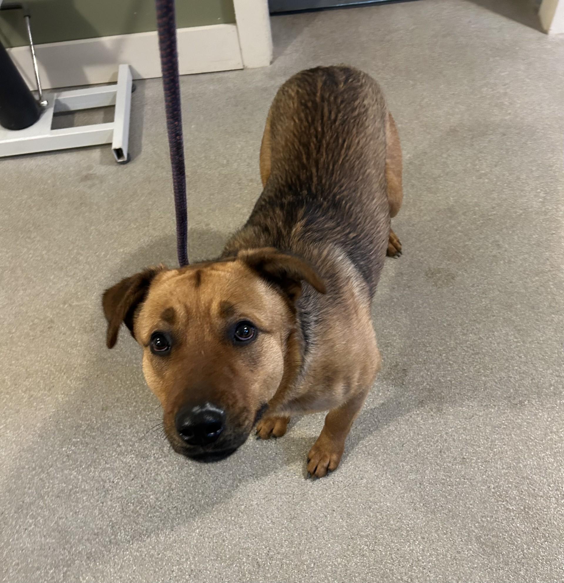 Copper, ADOPTABLE, Adult Female Black Mouth Cur.