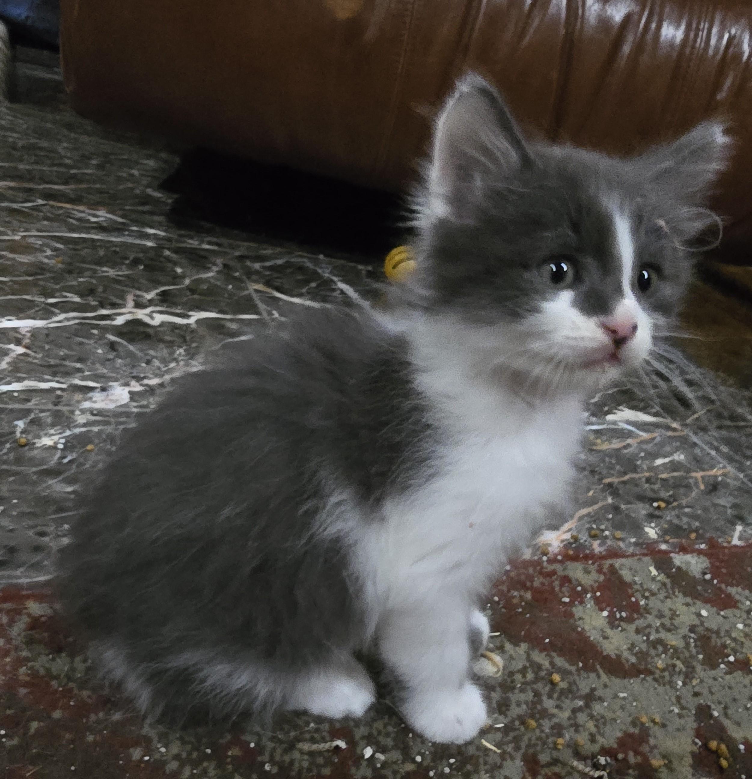 Enlarge Mose, a Adoptable Domestic Medium Hair in River Falls, WI image 2/4