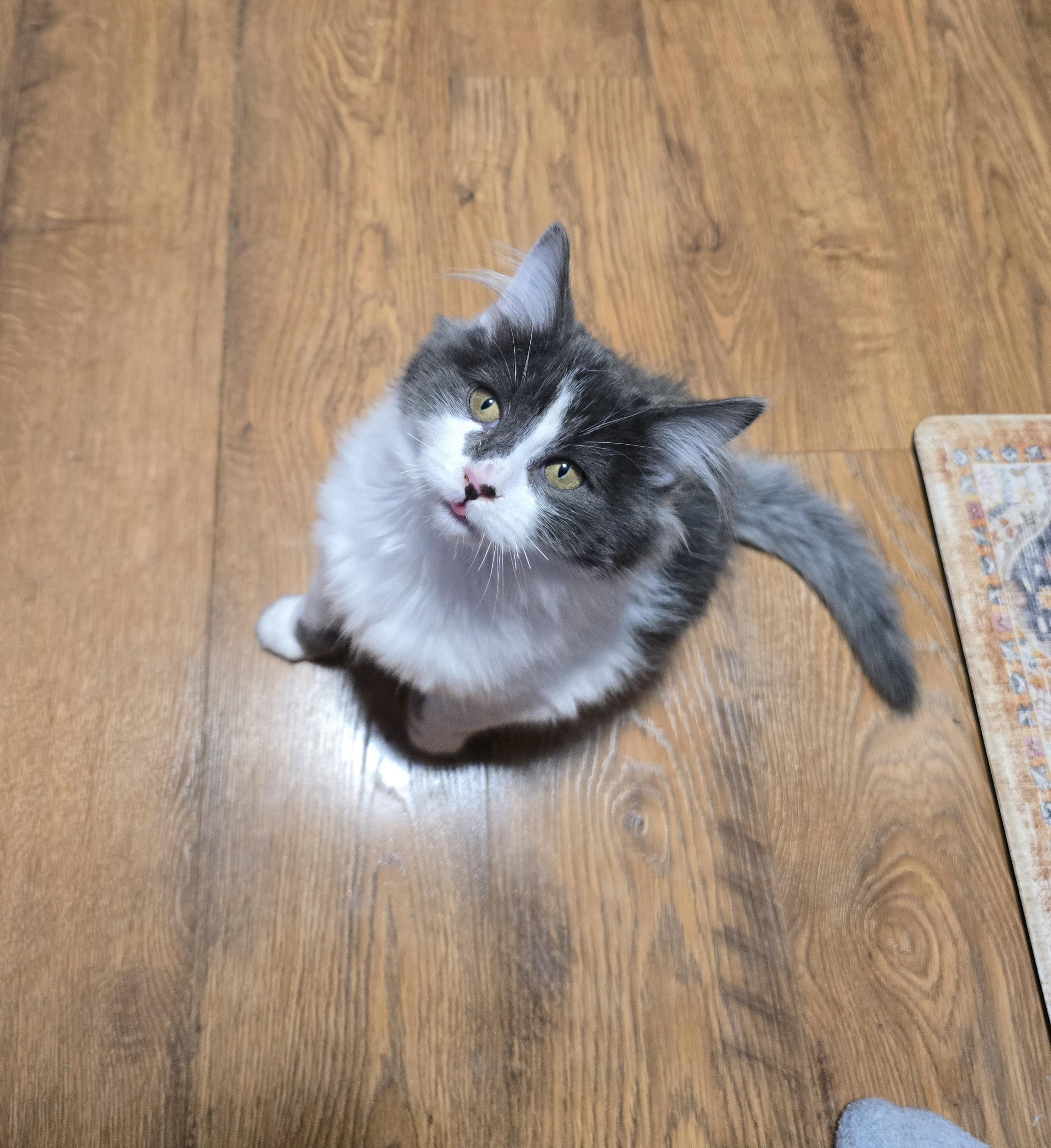 Enlarge Mose, a Adoptable Domestic Medium Hair in River Falls, WI image 4/6