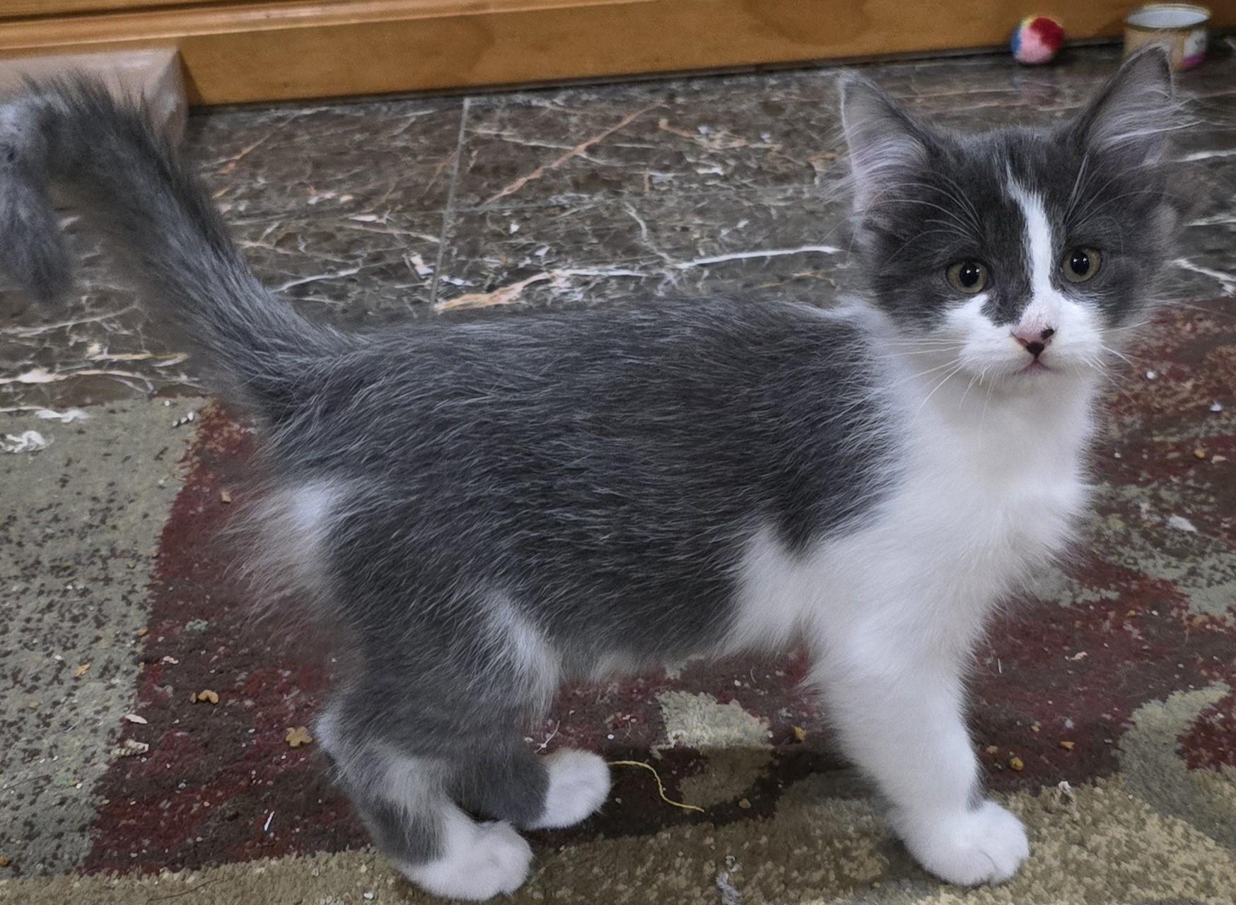 Enlarge Mose, a Adoptable Domestic Medium Hair in River Falls, WI image 3/4