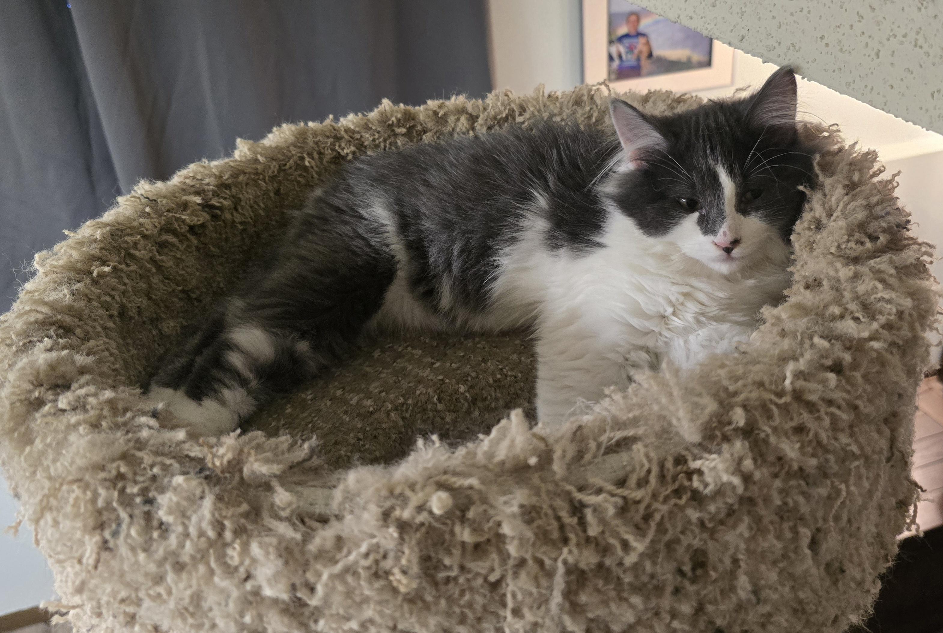 Enlarge Mose, a Adoptable Domestic Medium Hair in River Falls, WI image 3/6