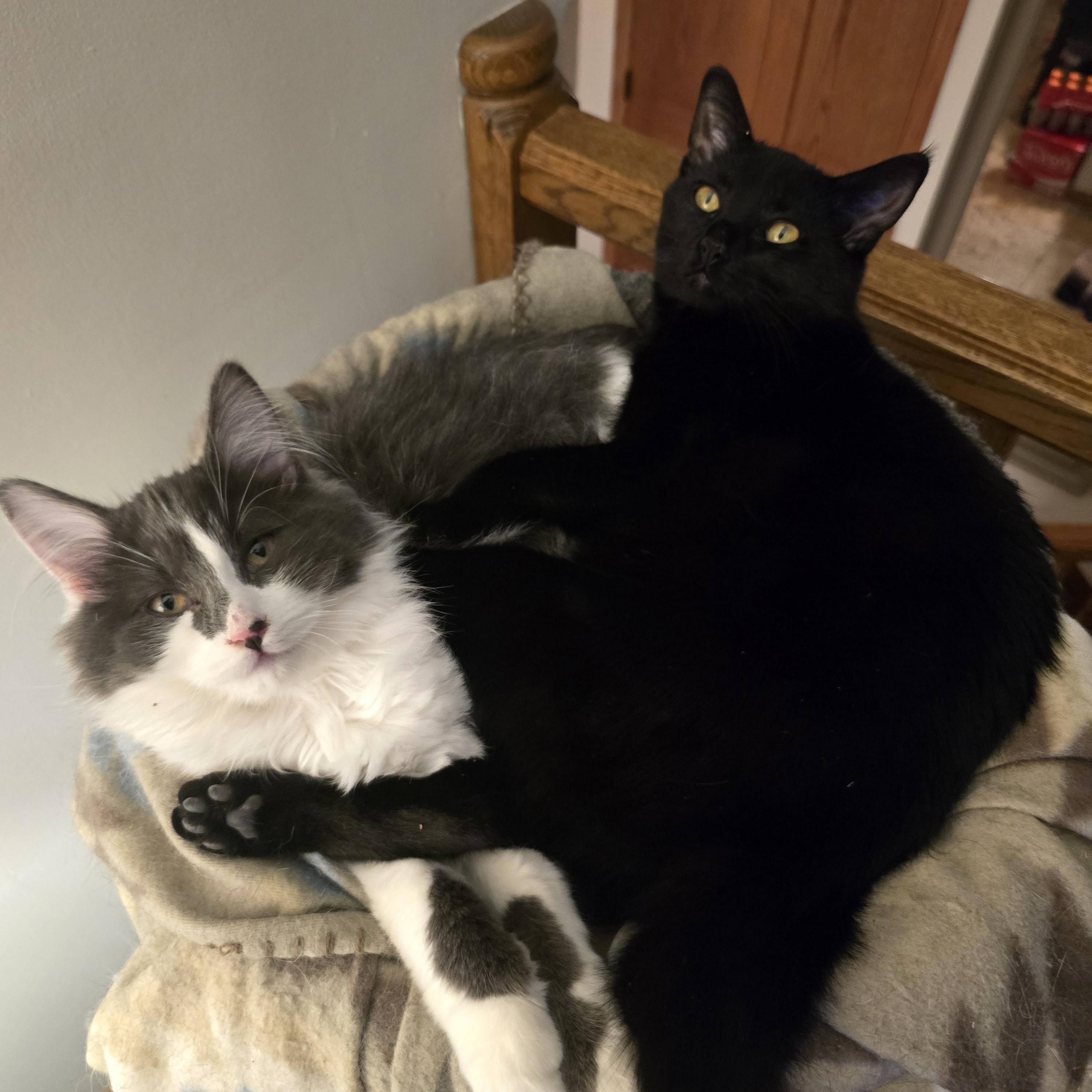 Enlarge Mose, a Adoptable Domestic Medium Hair in River Falls, WI image 2/6