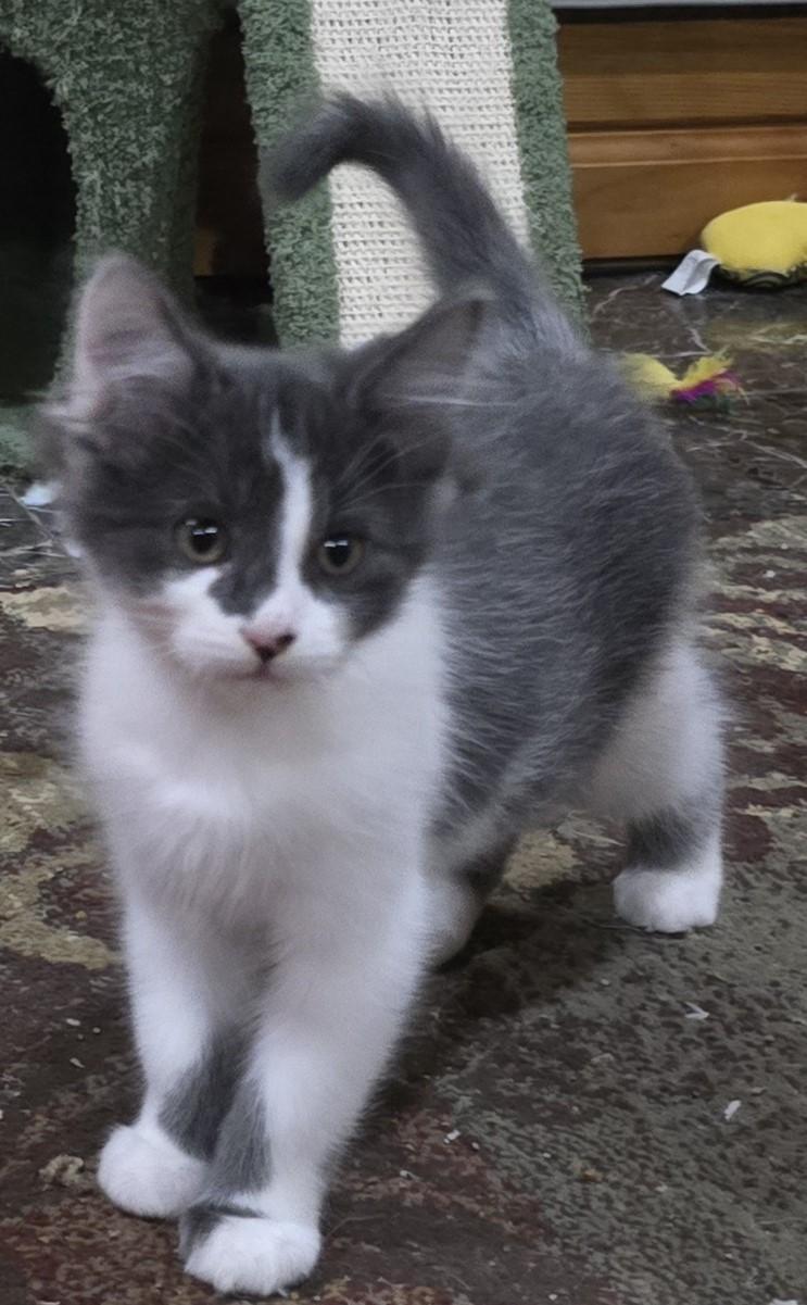 Mose, Adoptable, Kitten Male Domestic Medium Hair.