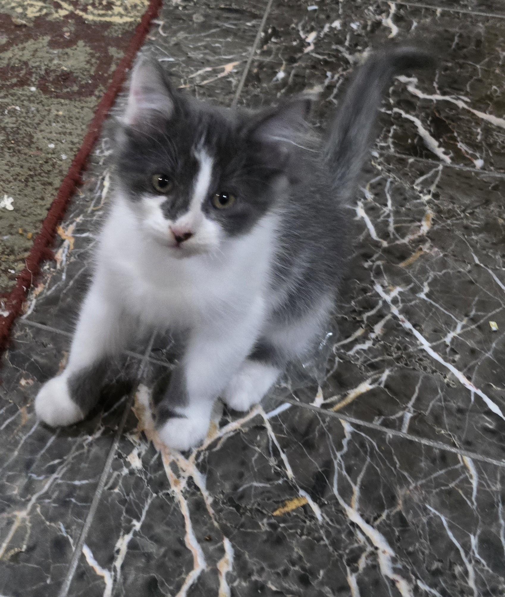 Enlarge Mose, a Adoptable Domestic Medium Hair in River Falls, WI image 4/4