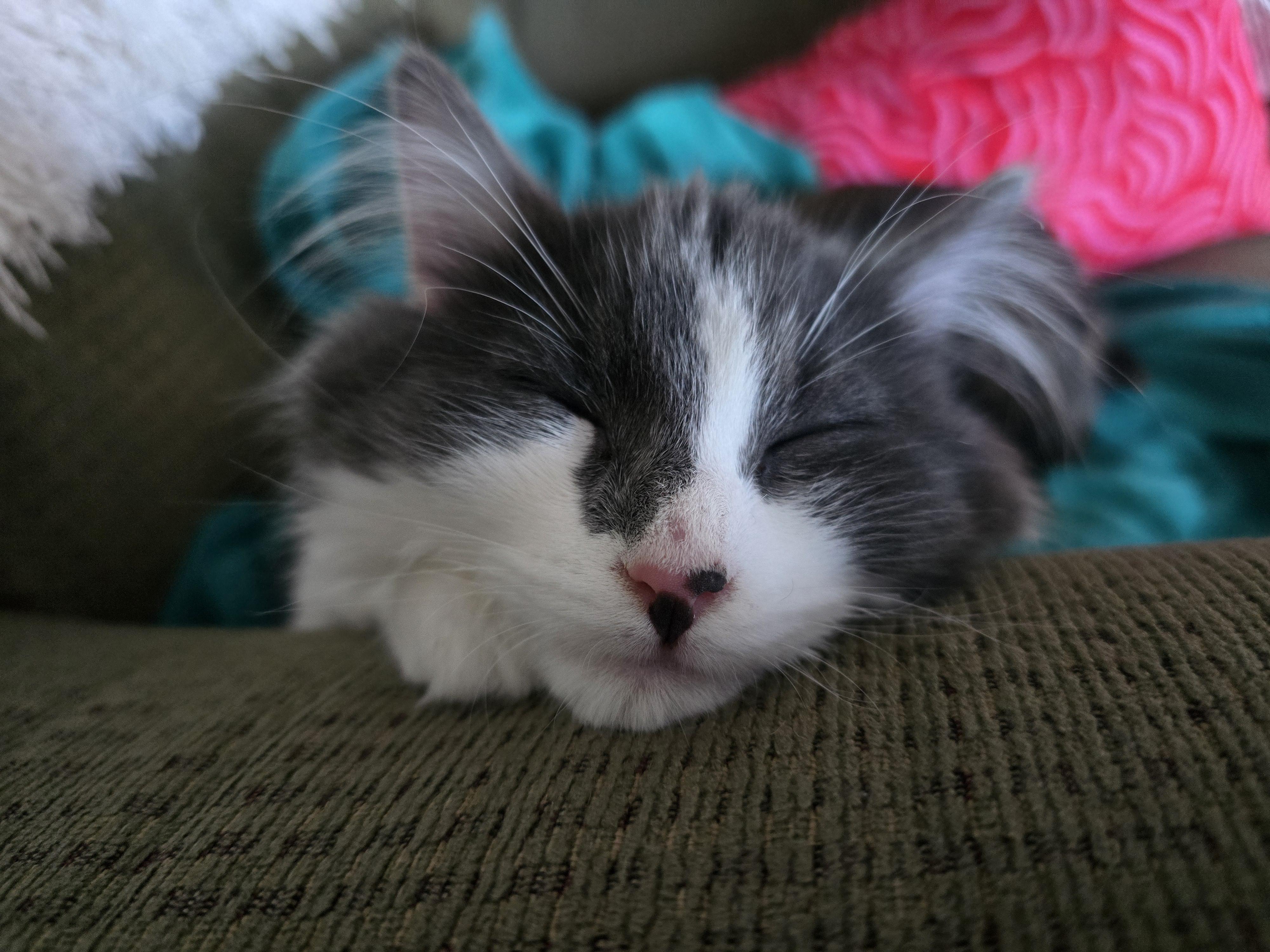 Enlarge Mose, a Adoptable Domestic Medium Hair in River Falls, WI image 5/6