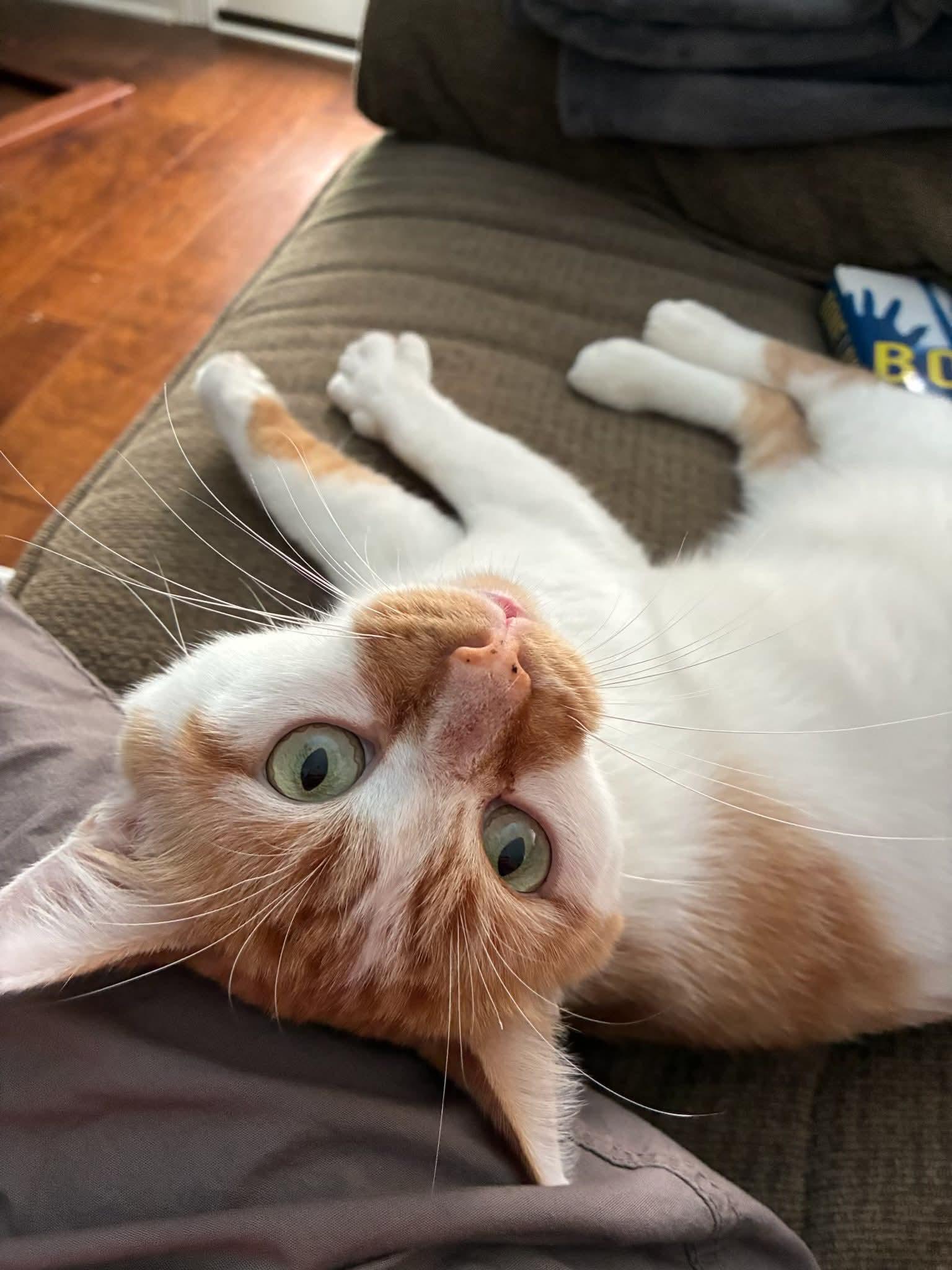 Colombo, Adoptable, Young Male Domestic Short Hair.