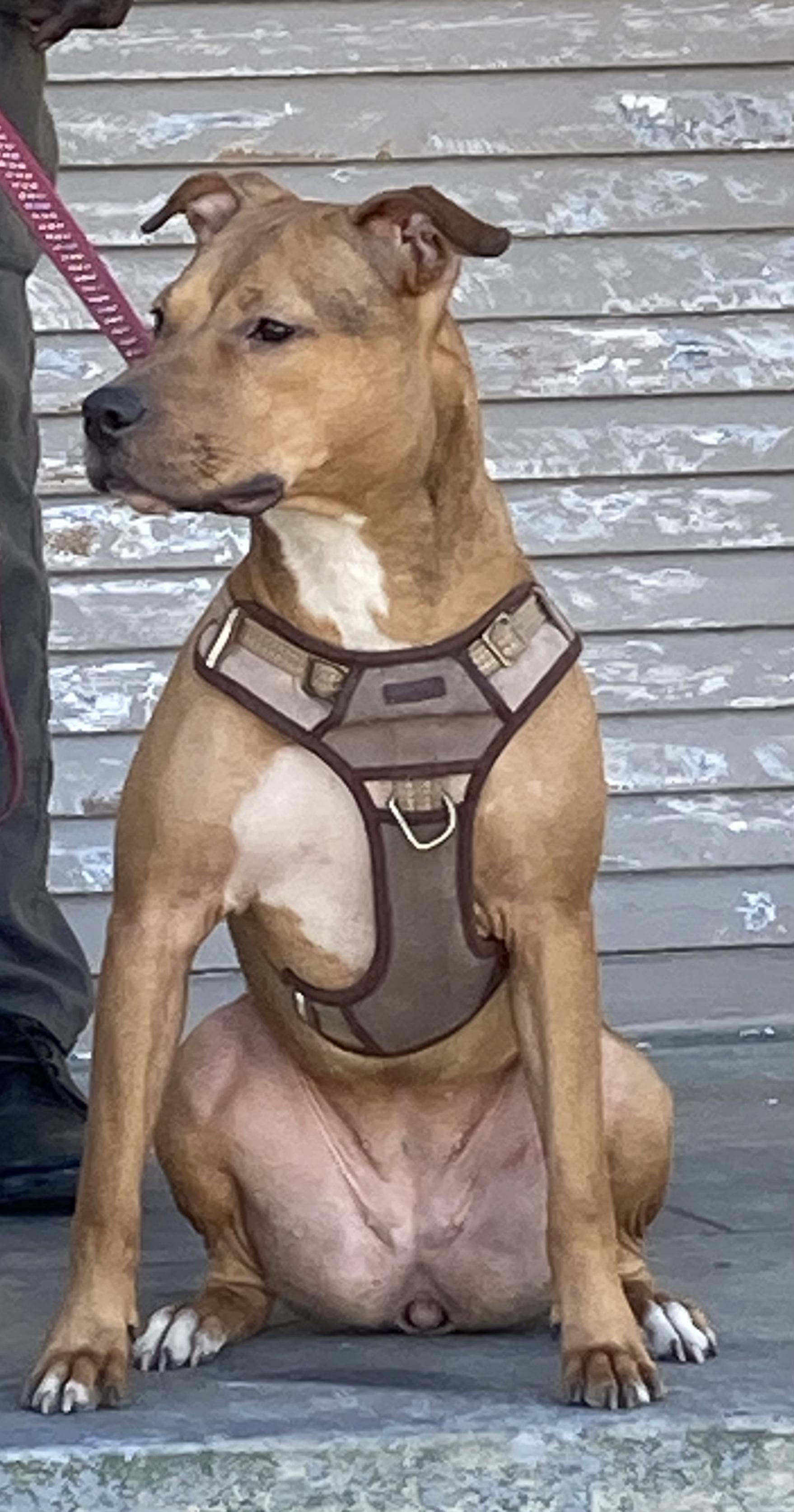 Brownie goofy girl, a ADOPTABLE mixed breed in Metairie, LA image 2/4