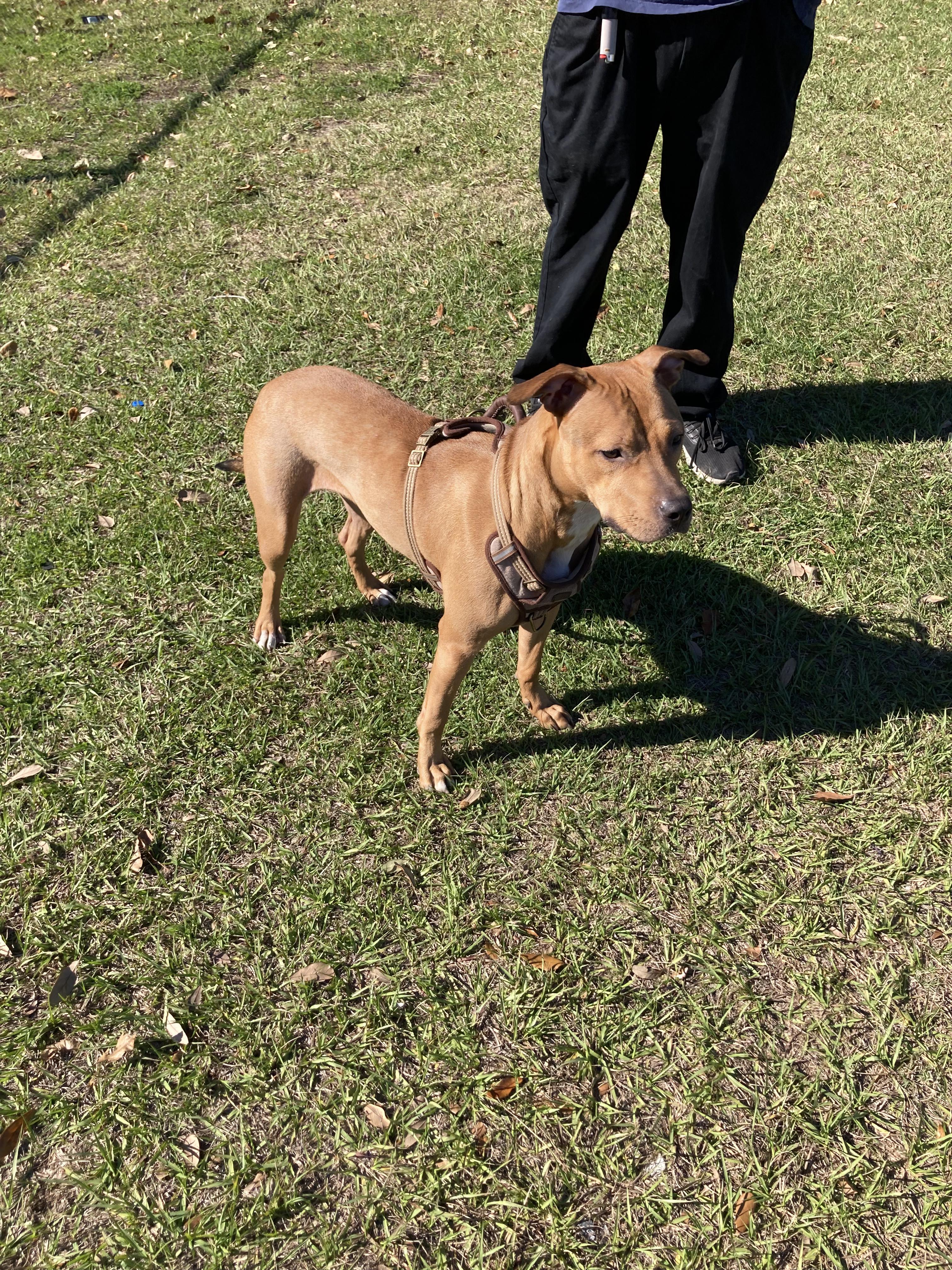 Brownie goofy girl, a ADOPTABLE mixed breed in Metairie, LA image 4/4