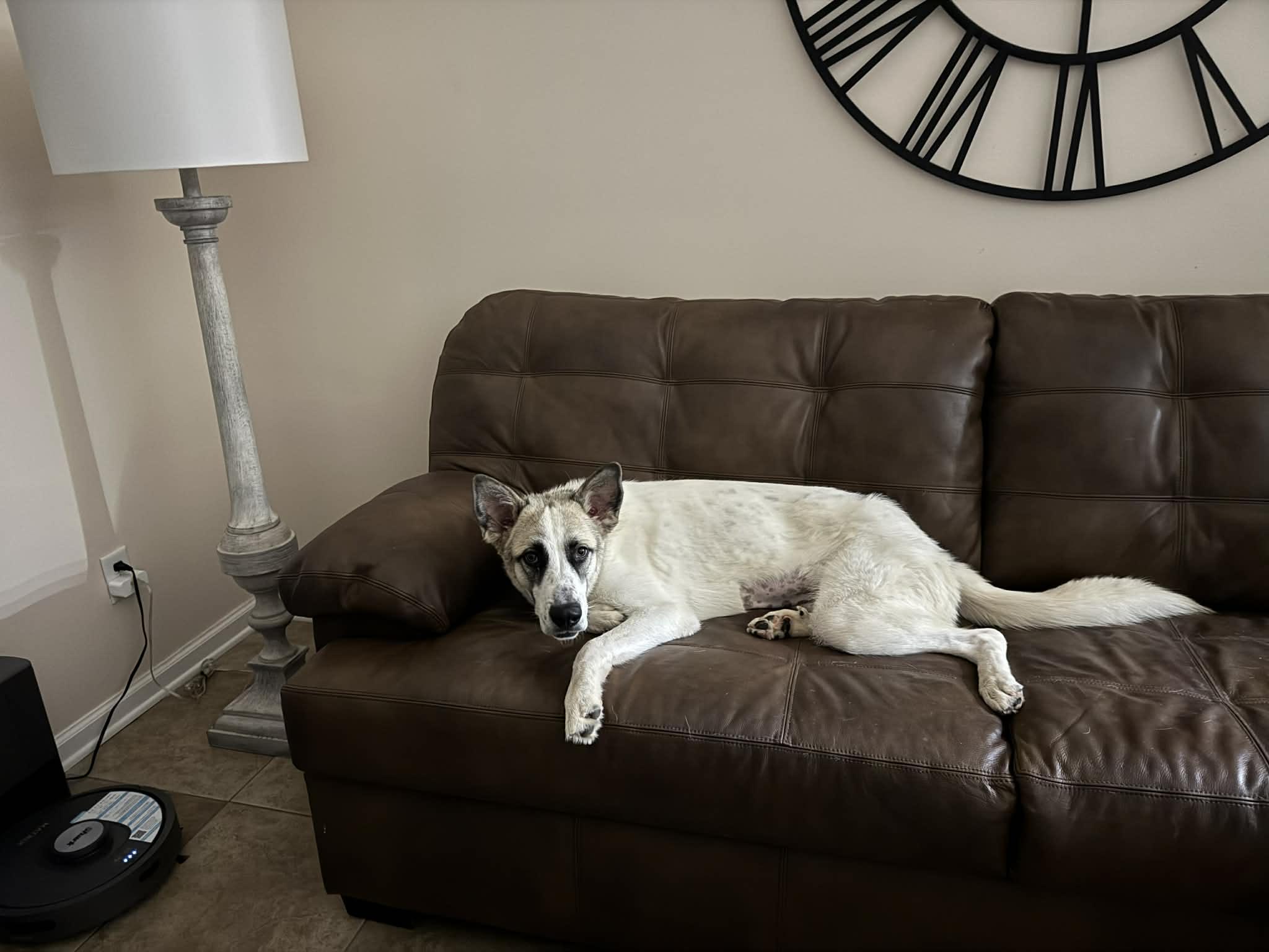 Catalina, a ADOPTABLE mixed breed in Marengo, IL image 3/5