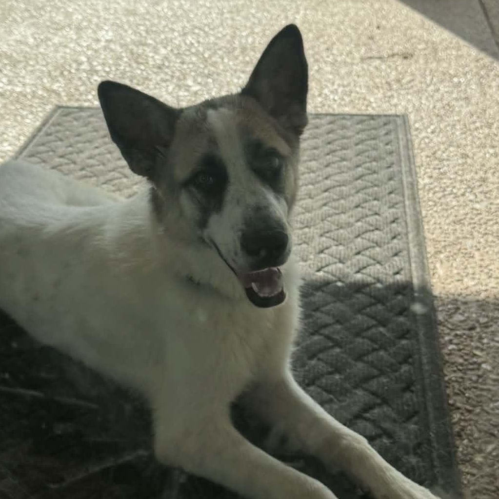 Catalina, ADOPTABLE, Young Female Great Pyrenees & German Shepherd Dog.