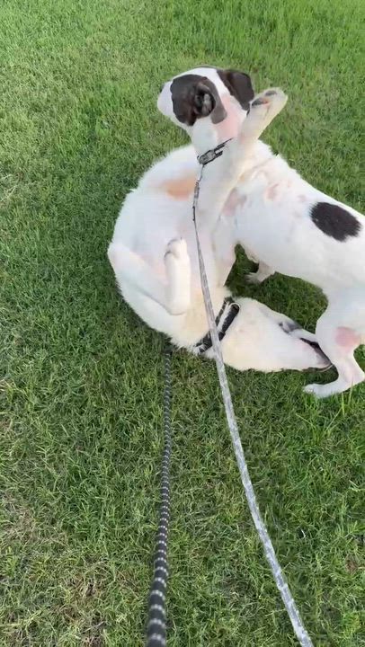 Enlarge Catalina, a ADOPTABLE mixed breed in Marengo, IL video 5/5