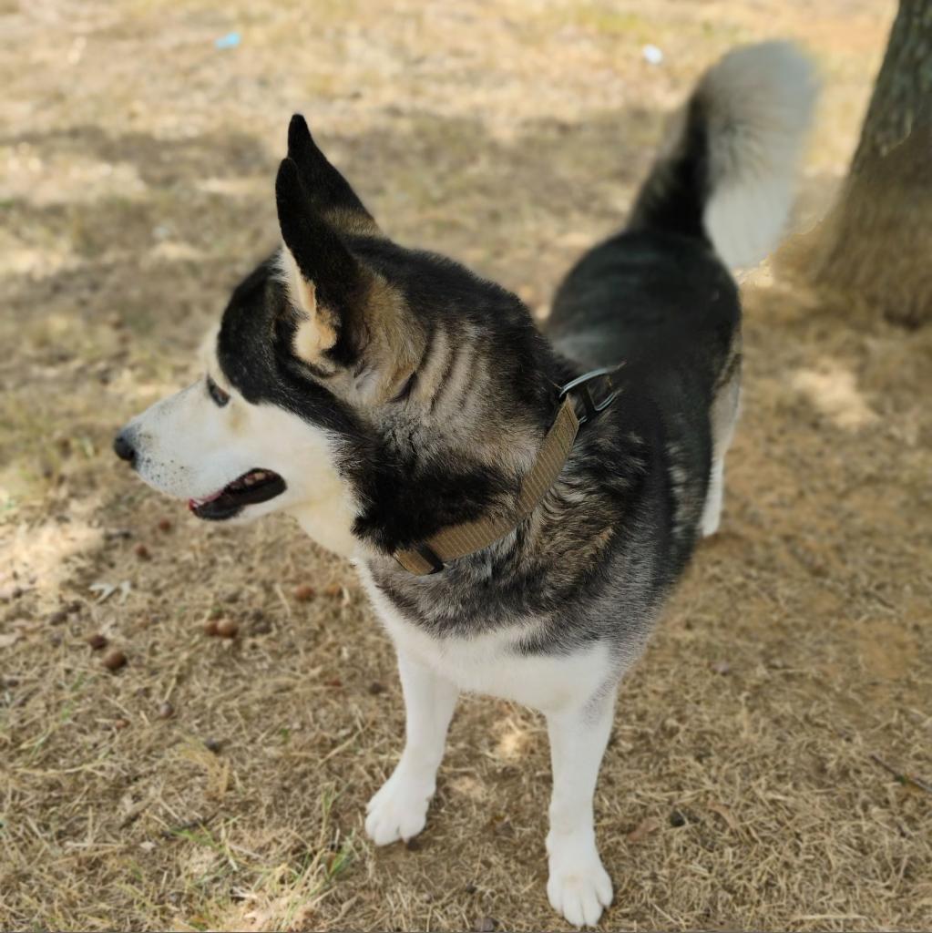 Enlarge Moon, a Adoptable Husky in Weatherford, TX image 1/6