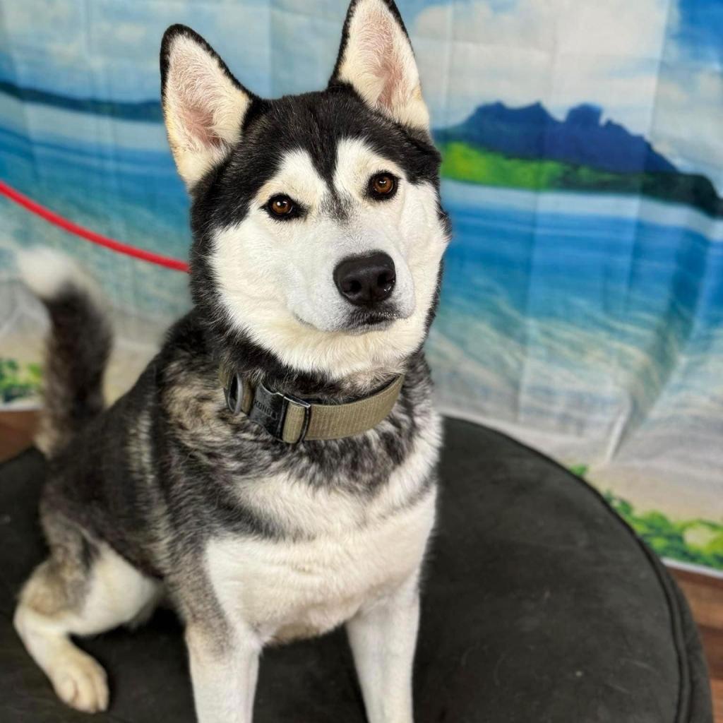Enlarge Moon, a Adoptable Husky in Weatherford, TX image 2/6