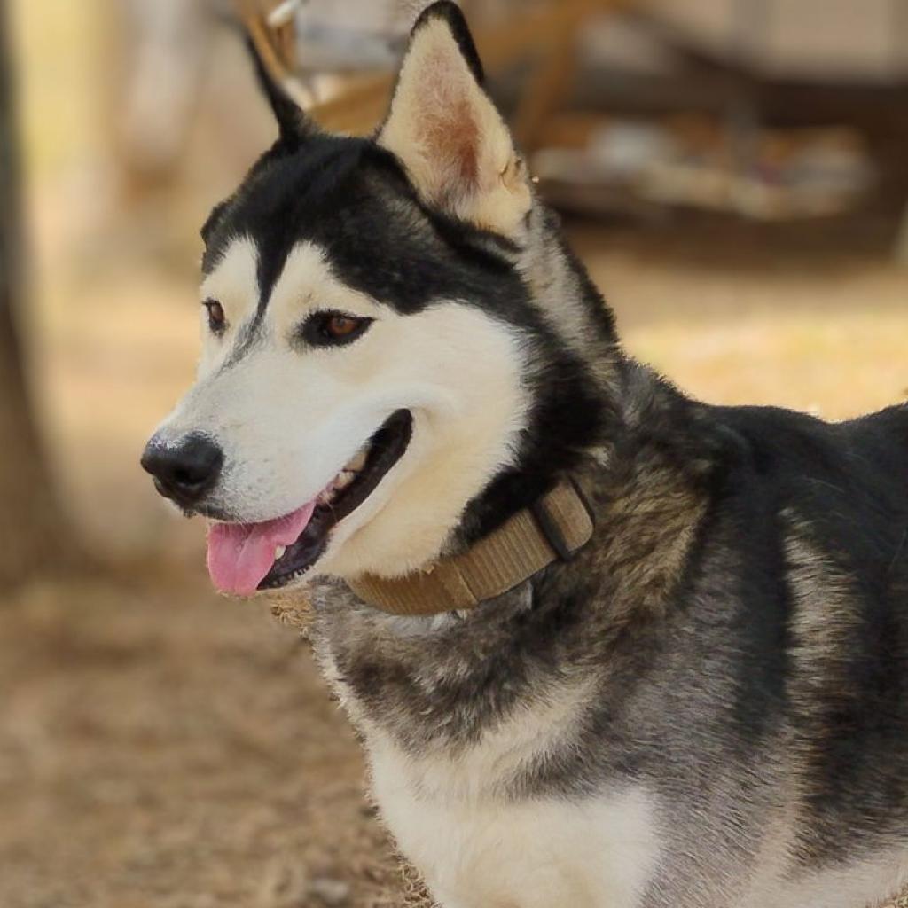 Enlarge Moon, a Adoptable Husky in Weatherford, TX image 3/6