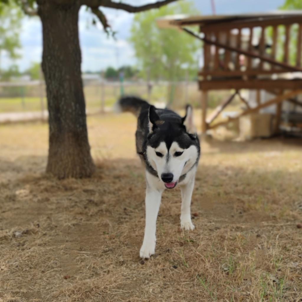 Enlarge Moon, a Adoptable Husky in Weatherford, TX image 4/6