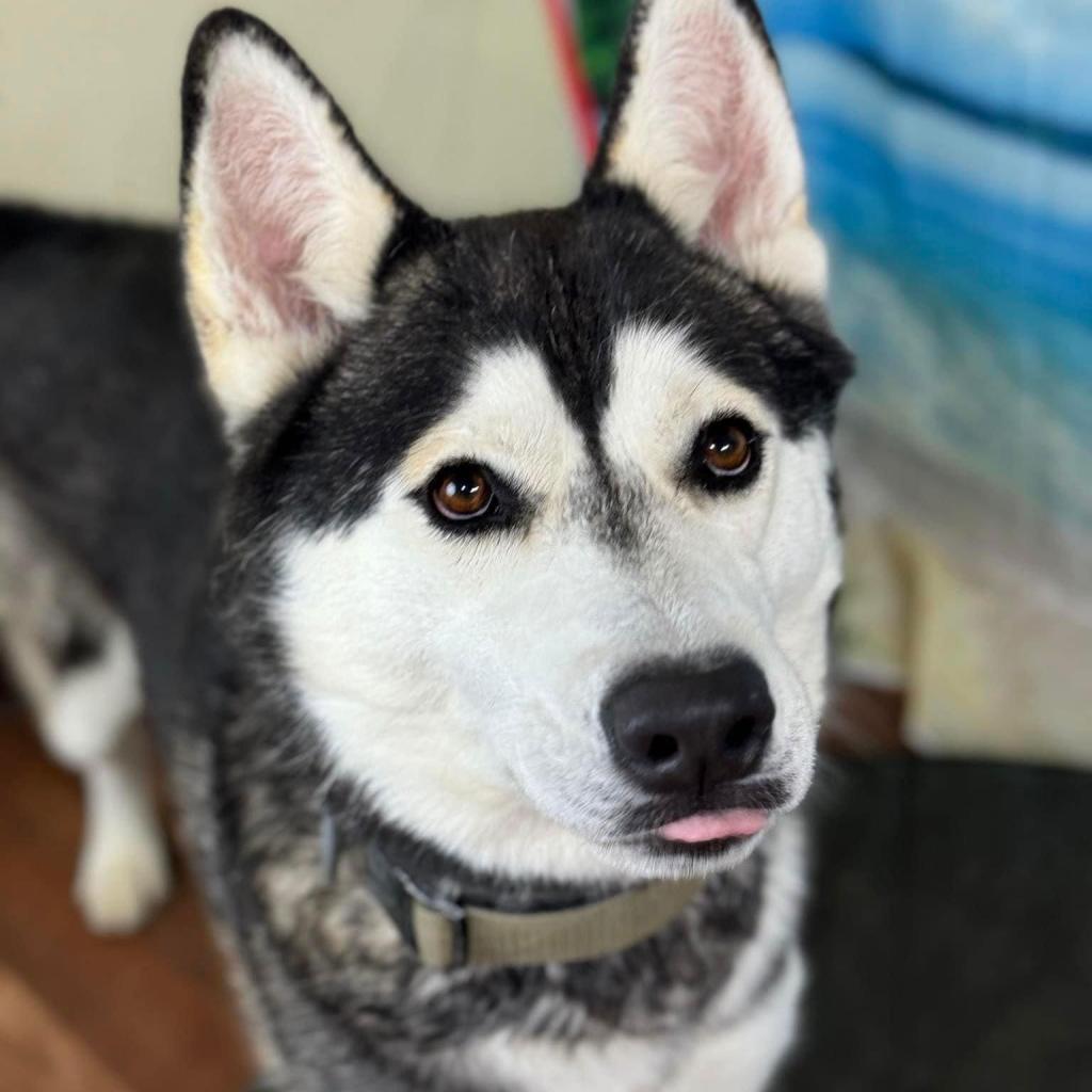 Enlarge Moon, a Adoptable Husky in Weatherford, TX image 5/6