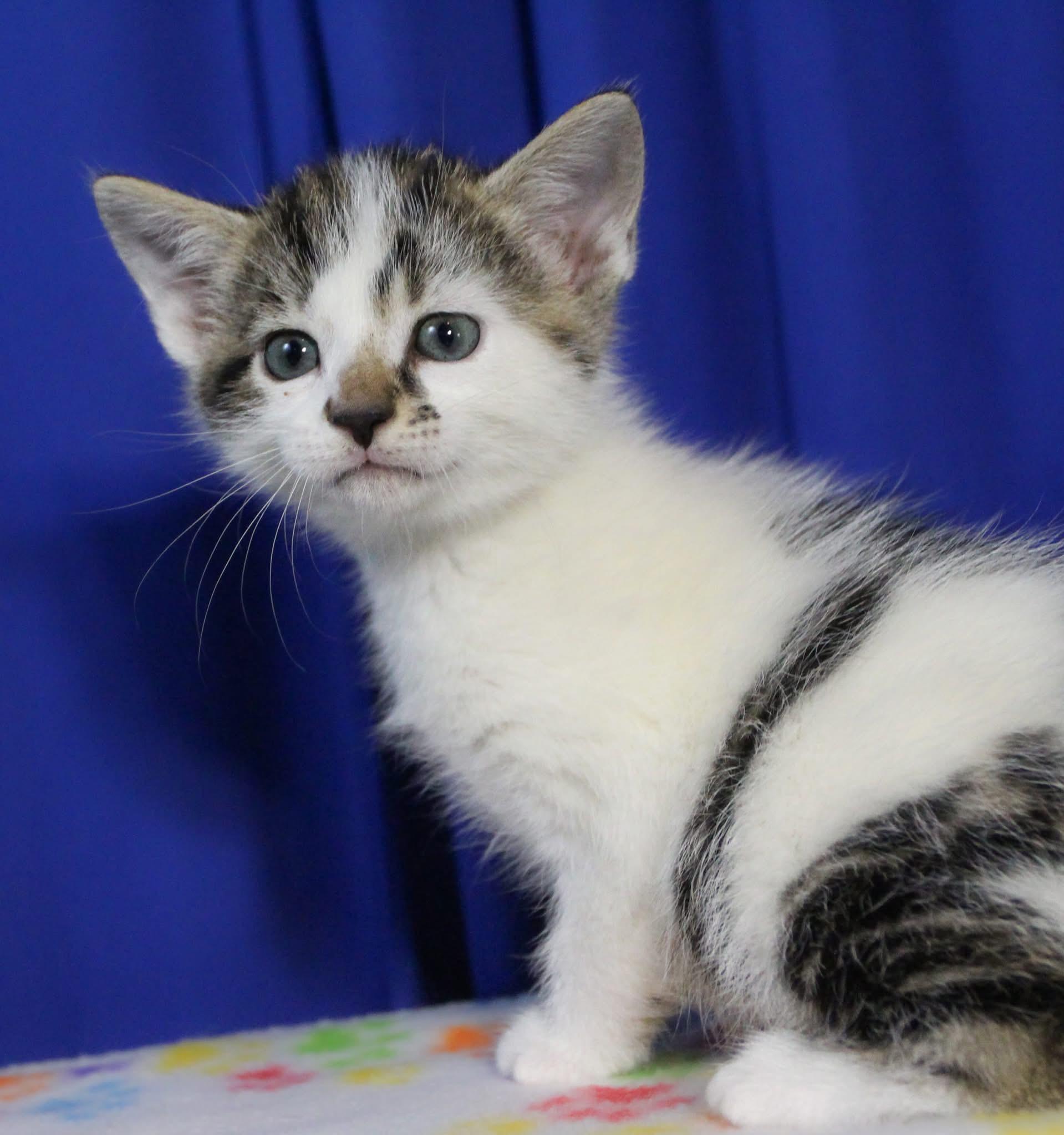 Ernie, Adoptable, Kitten Male Domestic Short Hair.