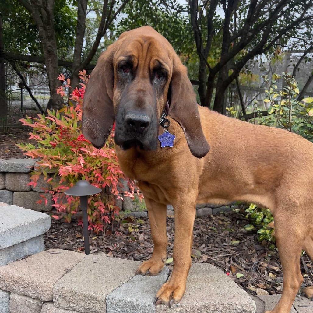 Lee Lou, Adoptable, Senior Female Bloodhound.