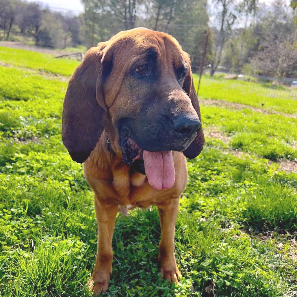 Lee Lou, a Adoptable mixed breed in San Francisco, CA image 1/6