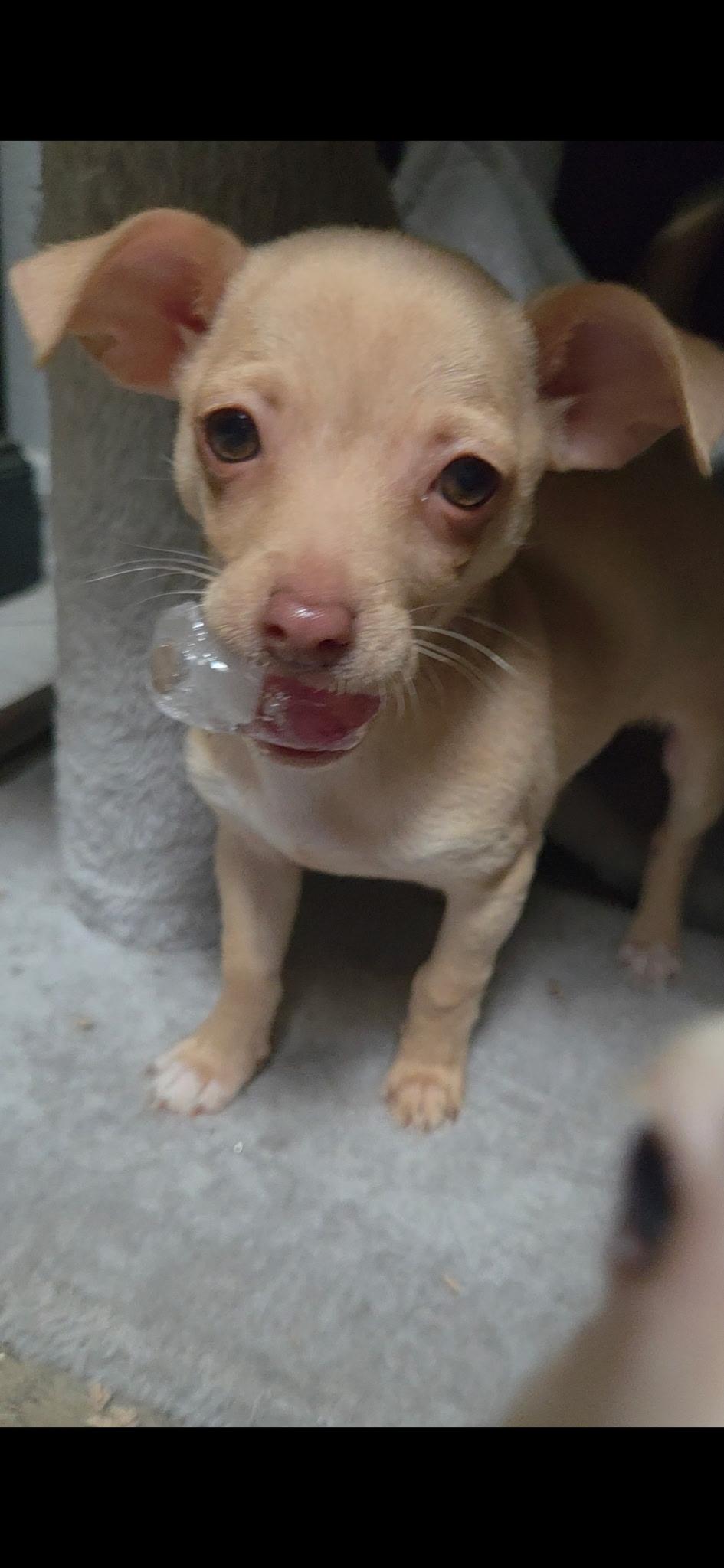 Poppy, an adopted Chihuahua in Phoenix, AZ image 3/6