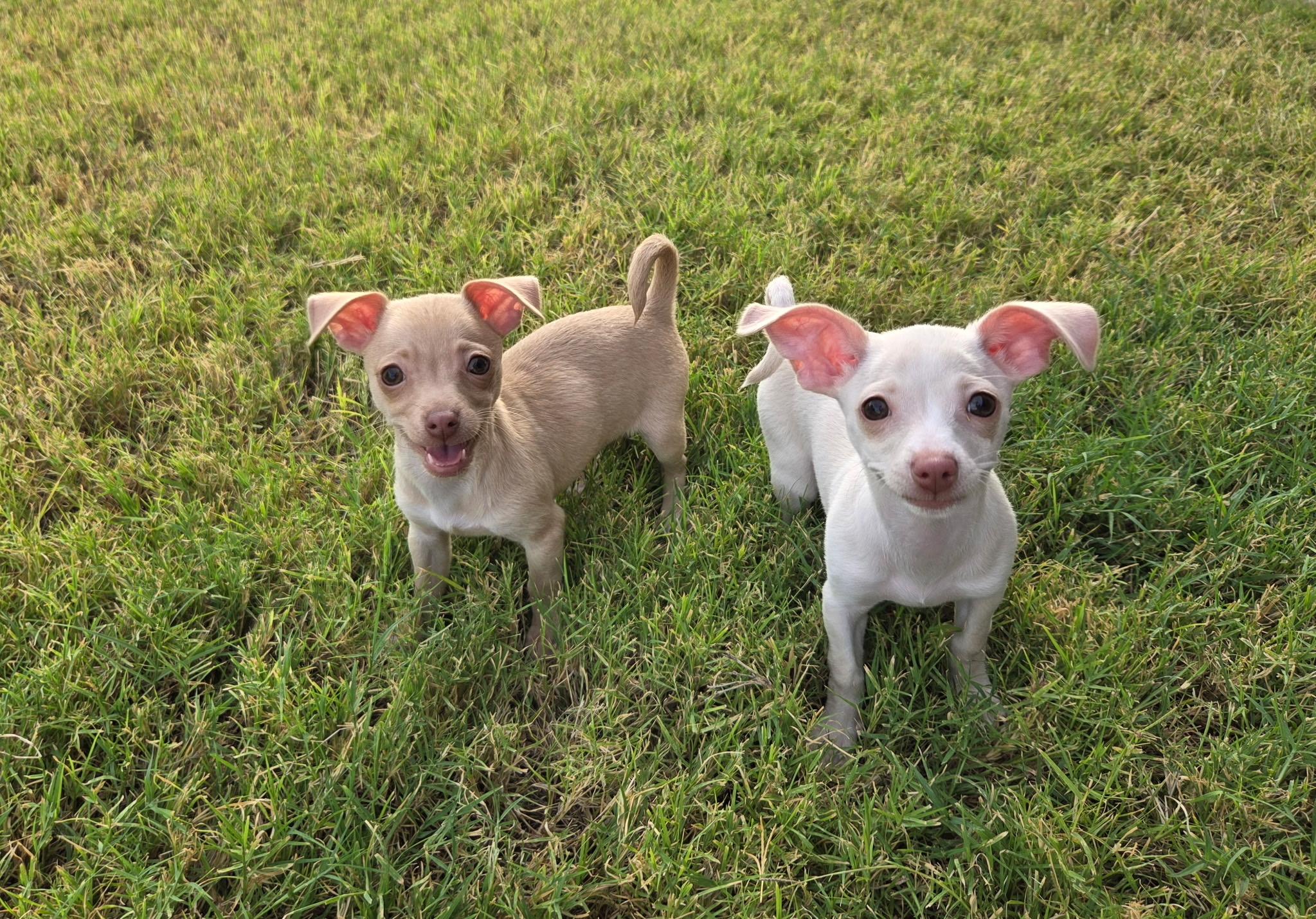 Poppy, an adopted Chihuahua in Phoenix, AZ image 5/6