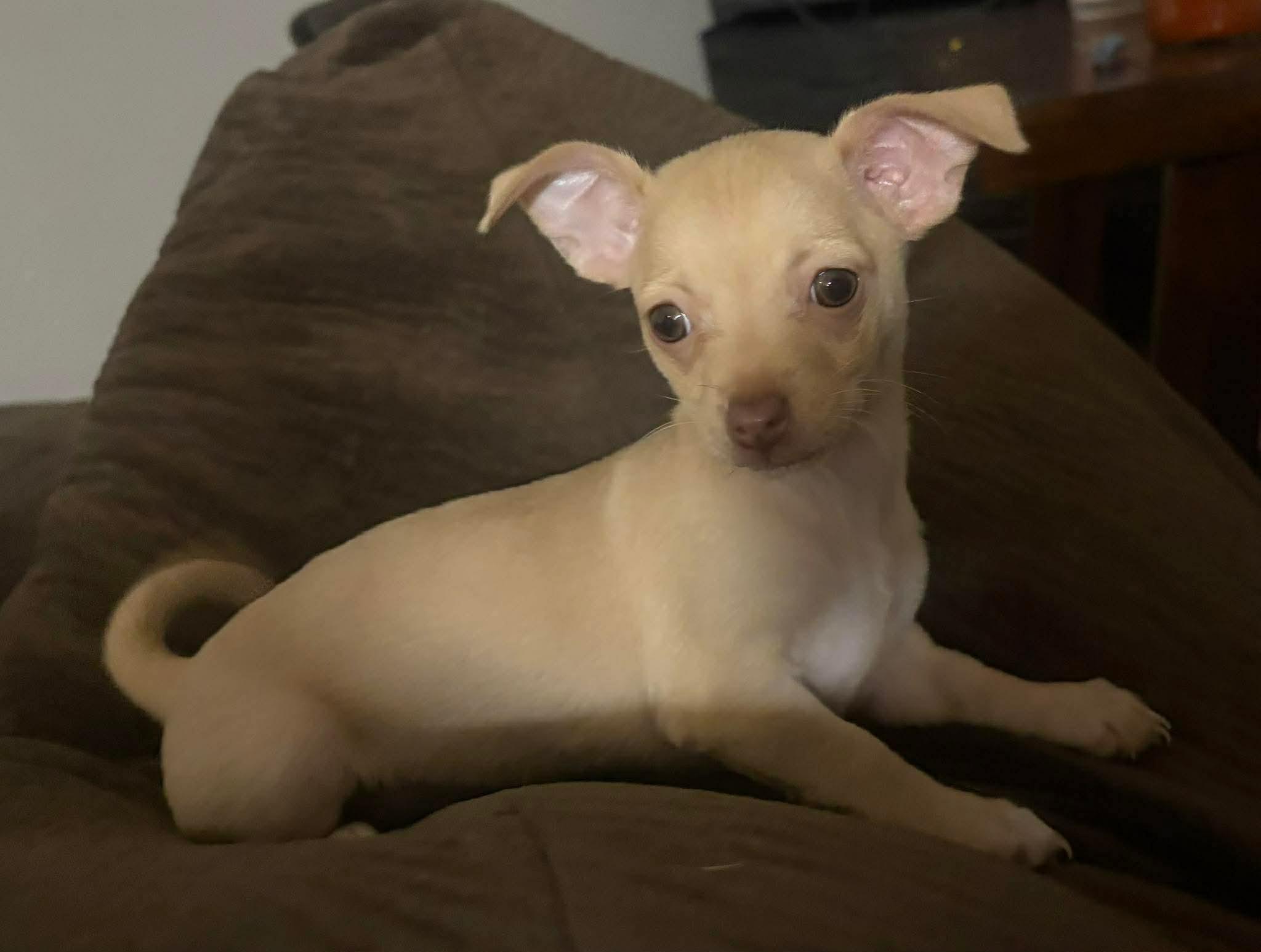 Poppy, an adopted Chihuahua in Phoenix, AZ image 1/6