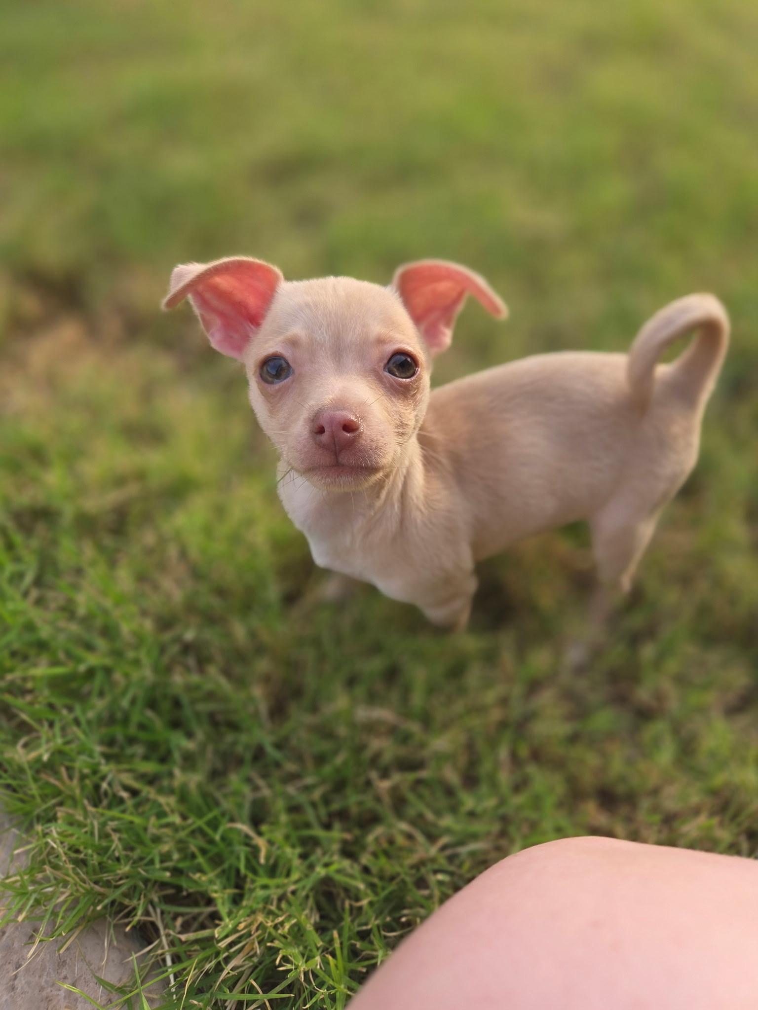 Poppy, an adopted Chihuahua in Phoenix, AZ image 6/6