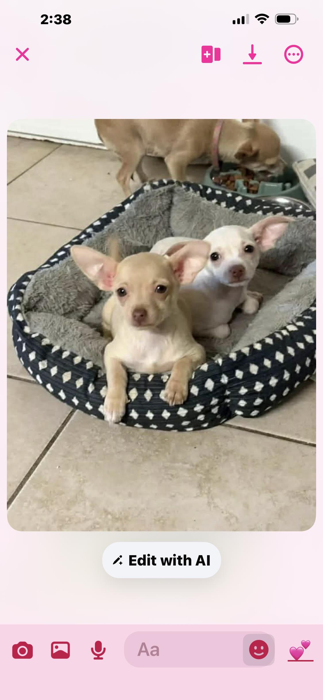 Poppy, an adopted Chihuahua in Phoenix, AZ image 4/6