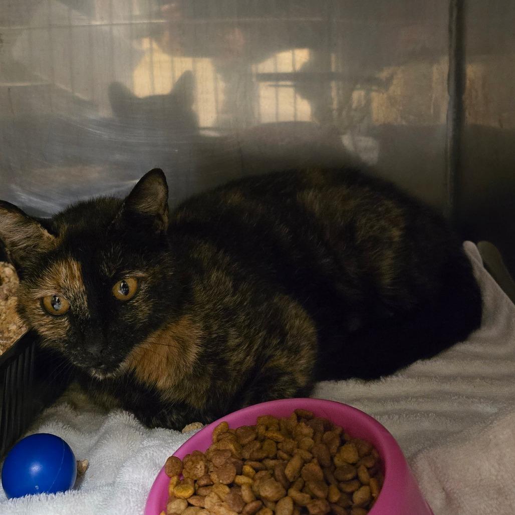 Torti, Adoptable, Adult Female Domestic Short Hair.