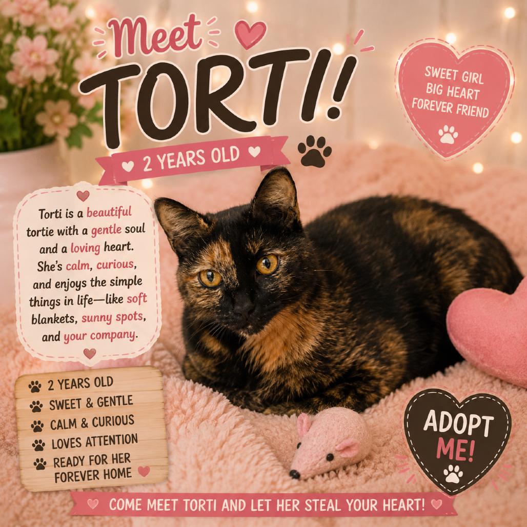 Torti, a Adoptable Domestic Short Hair in Waldorf, MD image 2/2