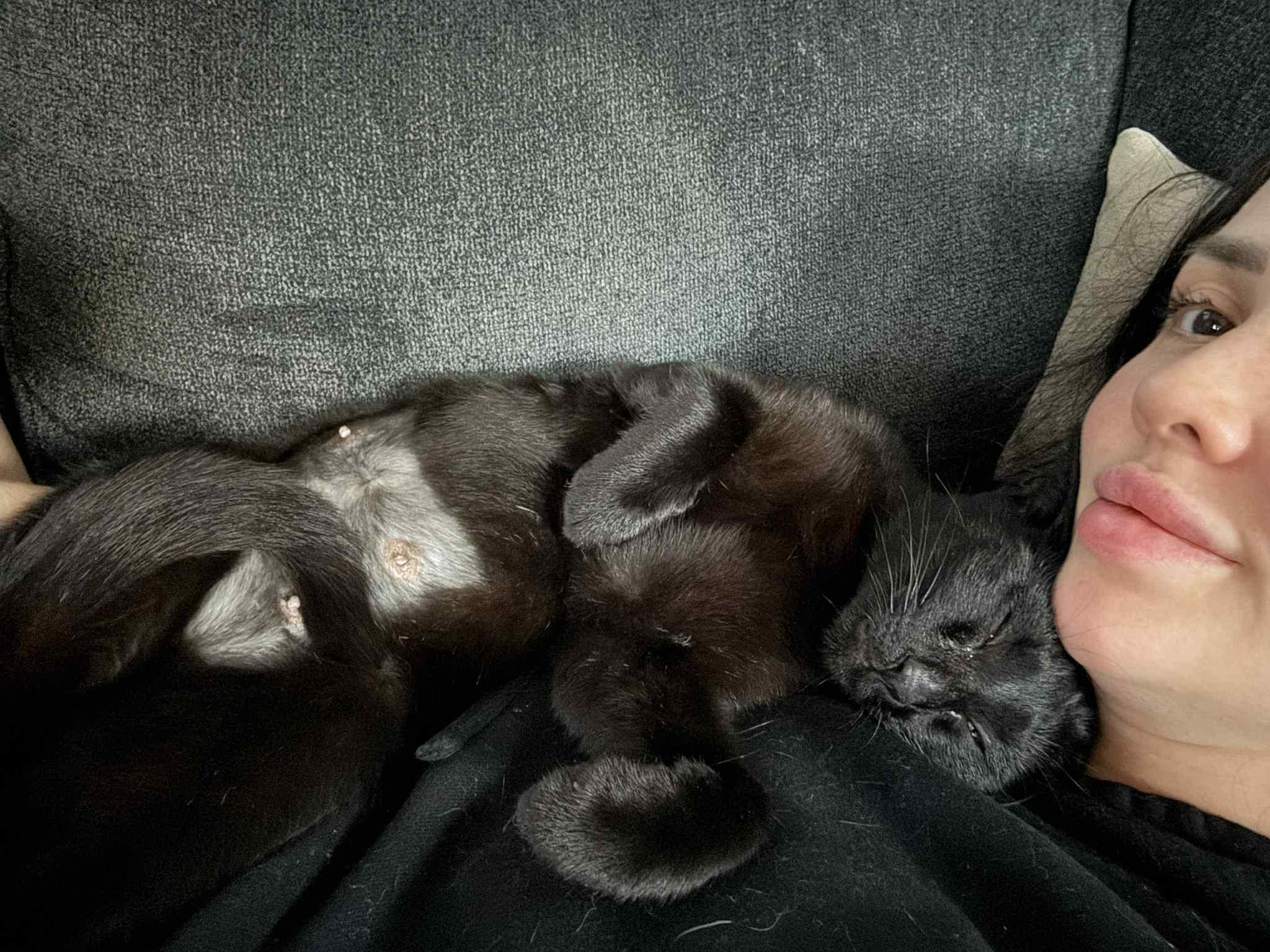 Enlarge Luna, a Adoptable Domestic Short Hair in Cherry Hills Village, CO image 3/5