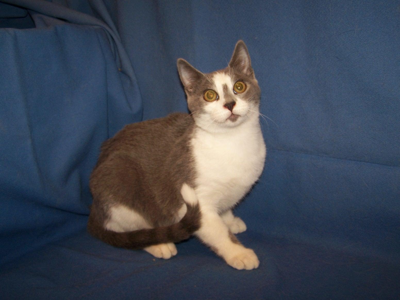 Enlarge K-CSWY-Giorgio, a Adopted mixed breed in Colorado Springs, CO image 1/1
